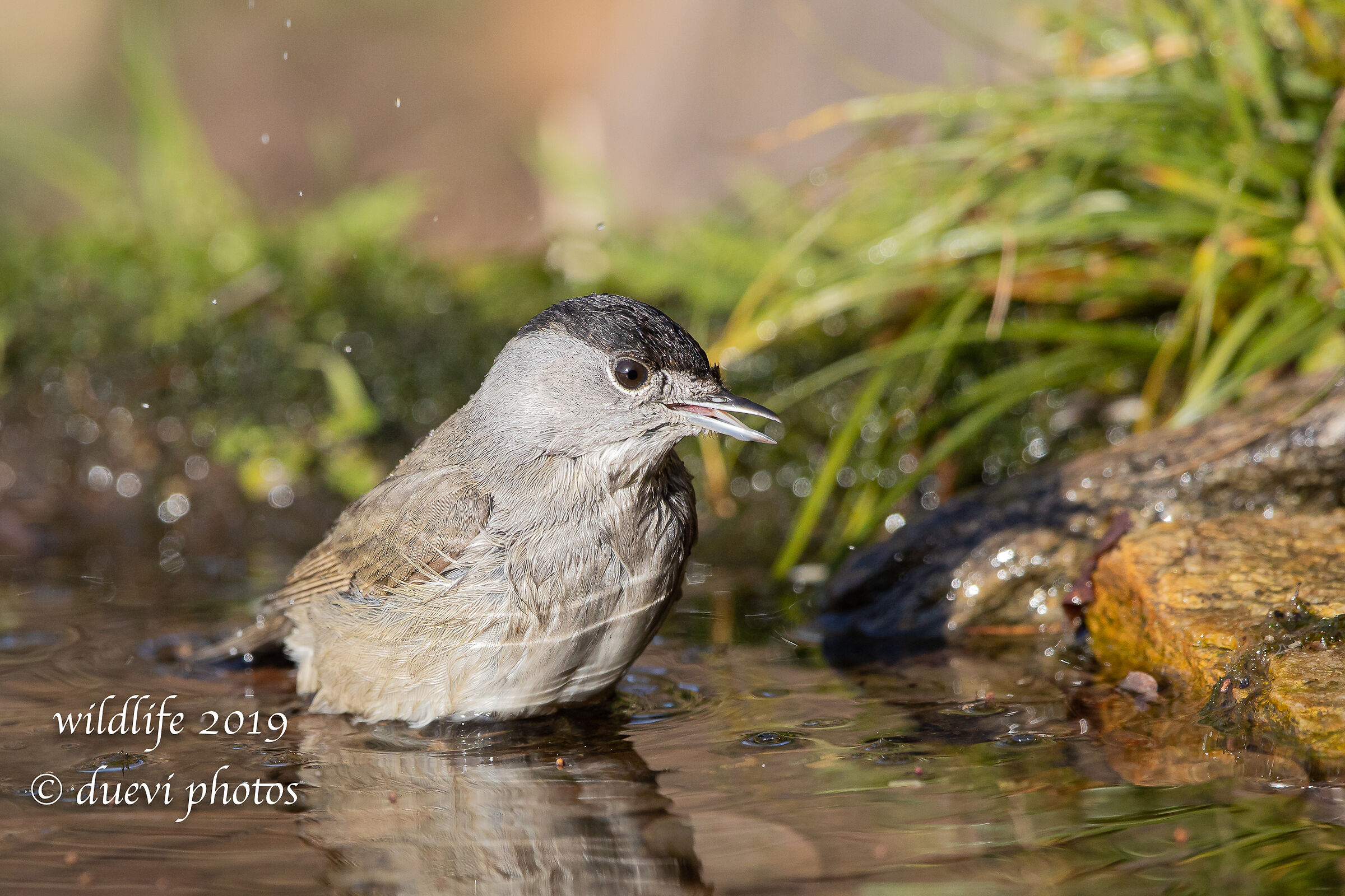 Capinera - Sylvia atricapilla