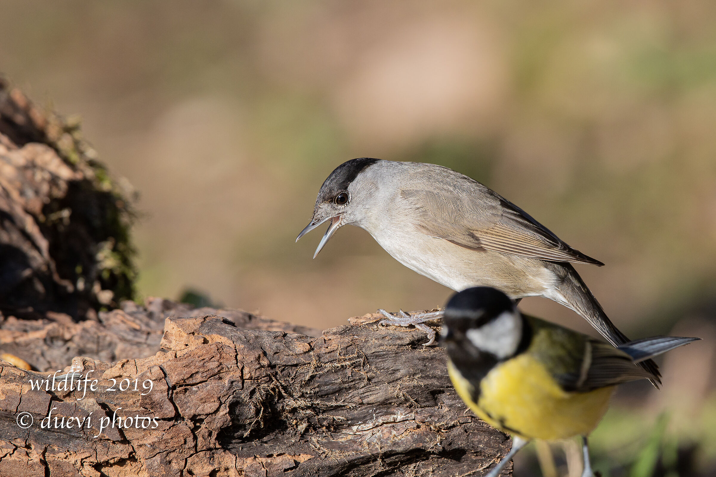 Capinera - Sylvia atricapilla