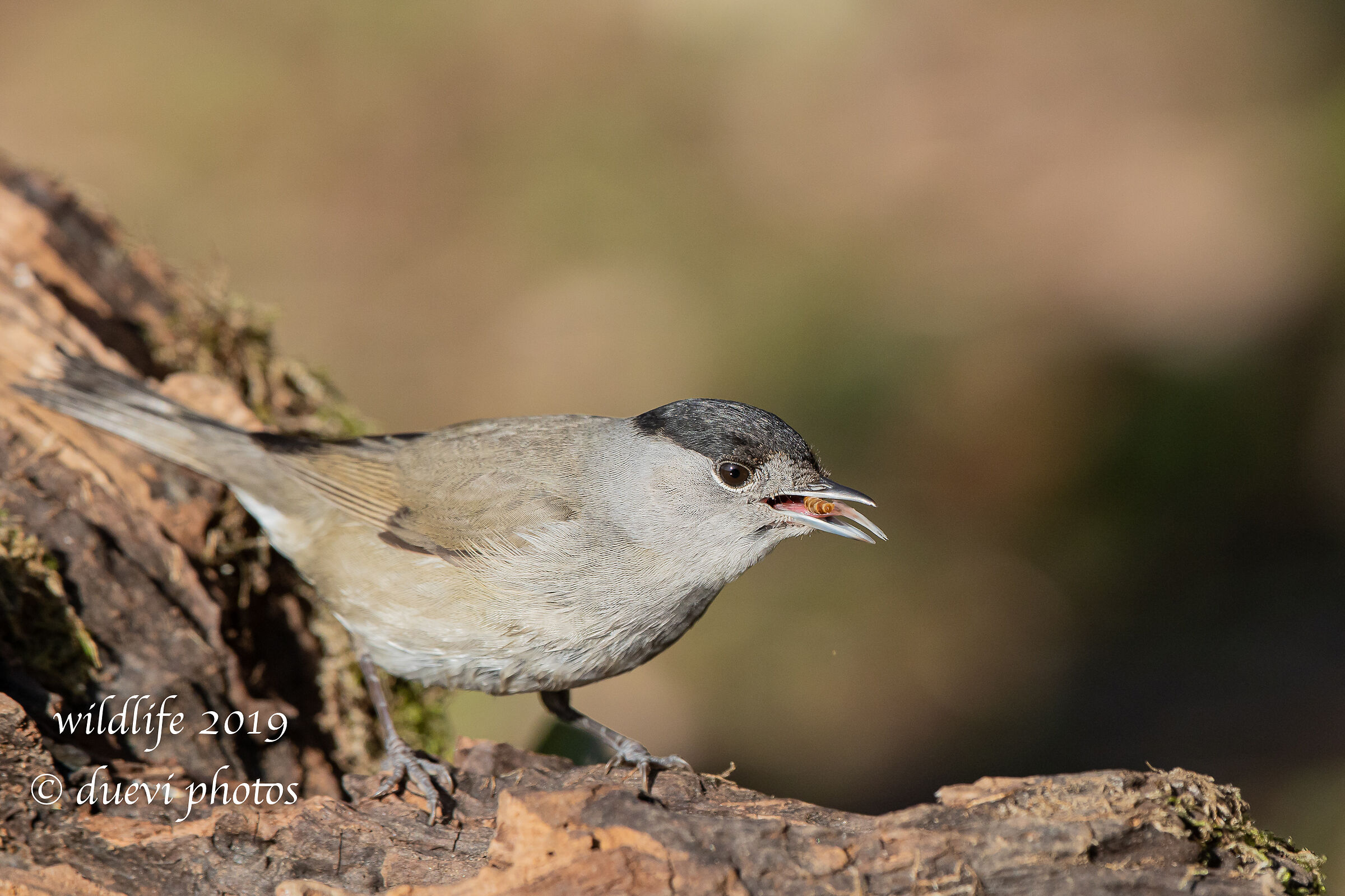 Capinera - Sylvia atricapilla
