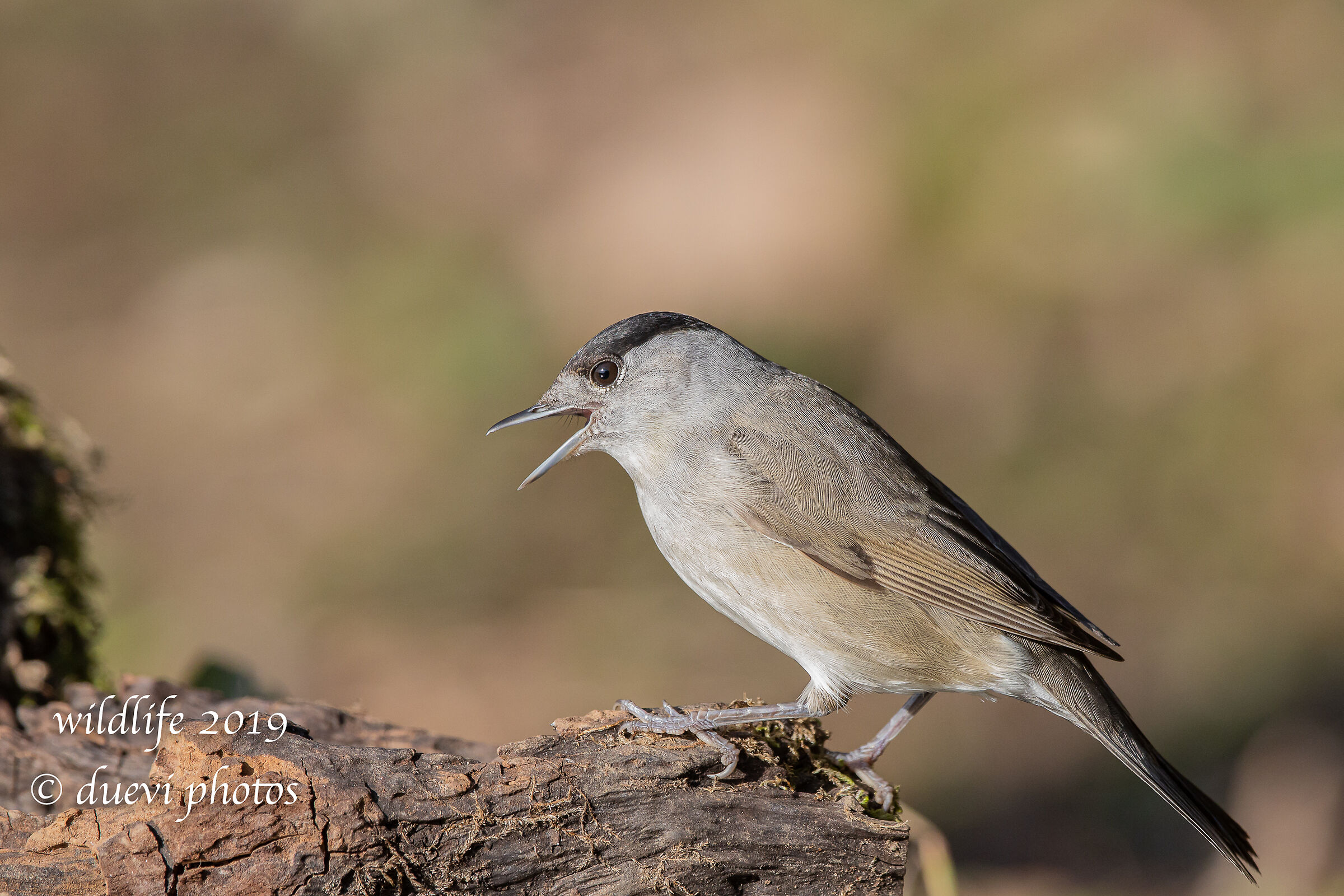 Capinera - Sylvia atricapilla
