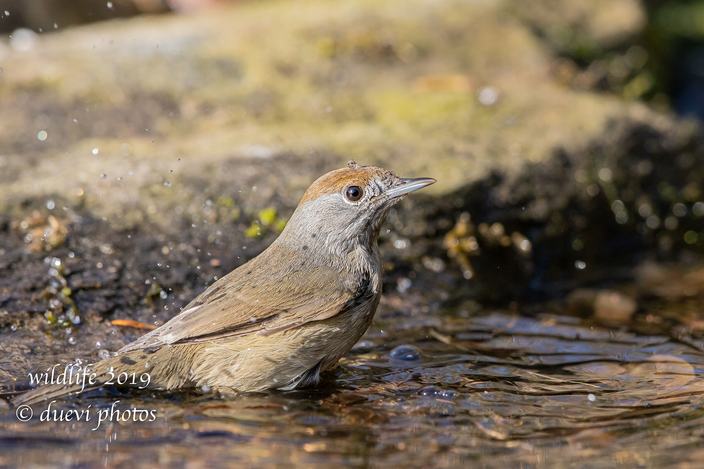 Capinera (f) - Sylvia atricapilla