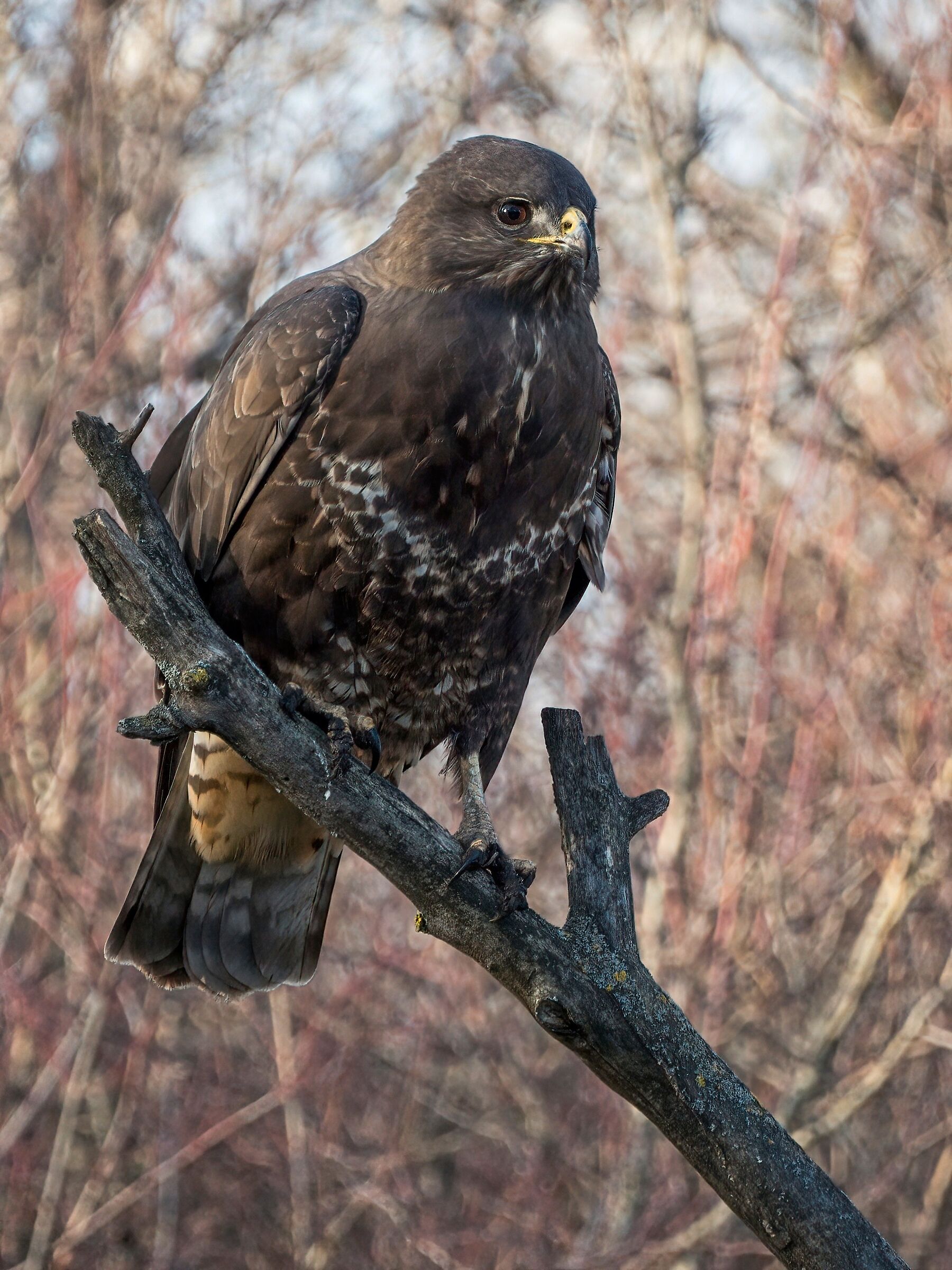 Spoločné Buzzard