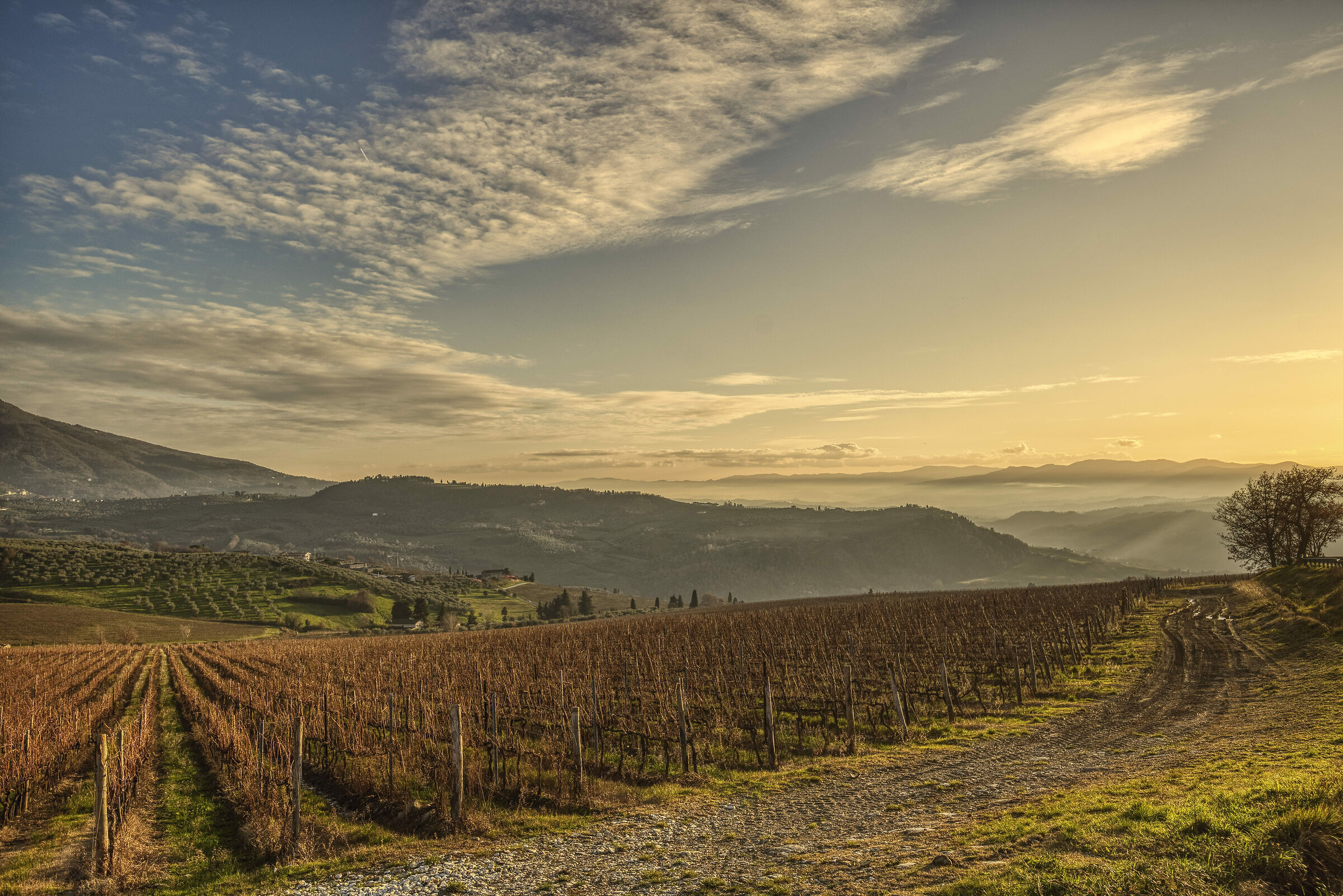 Vigneti sulla Consuma