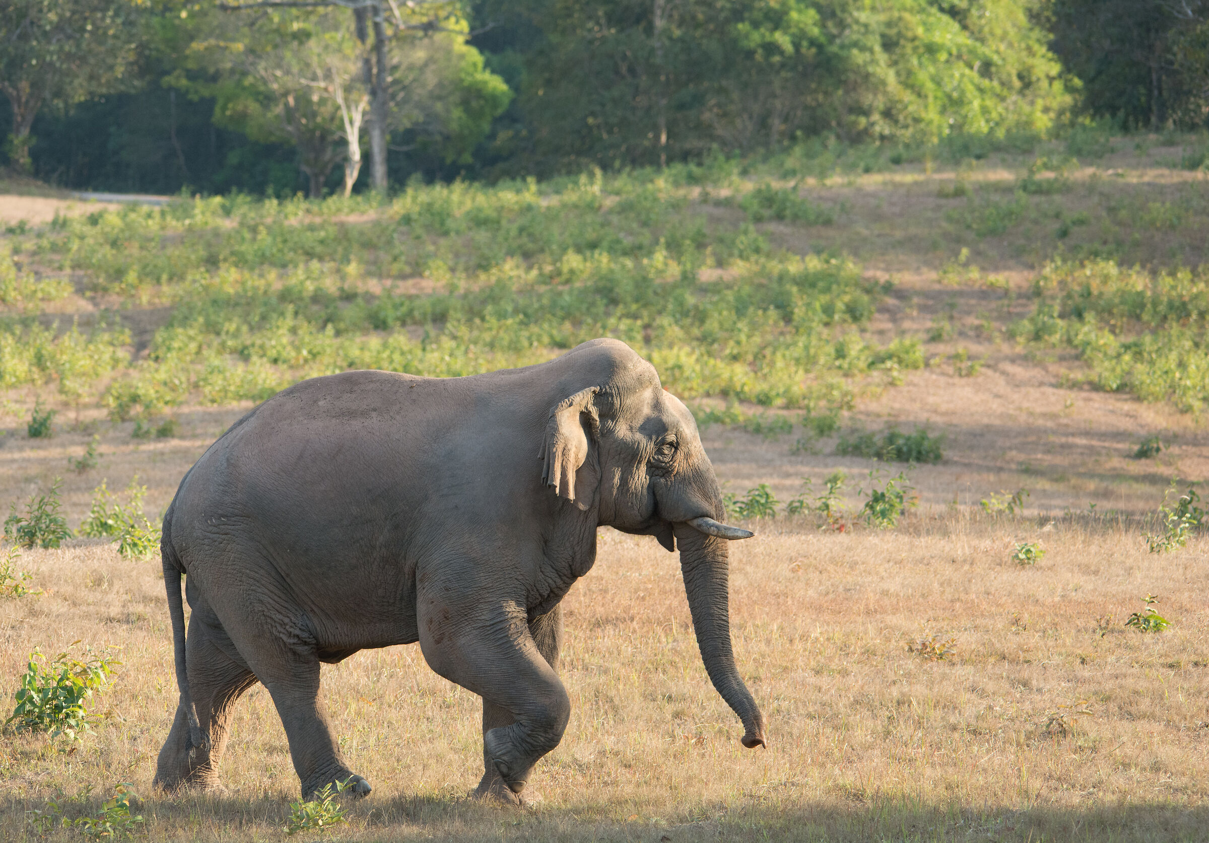 Asiatic Elephant - The Bull