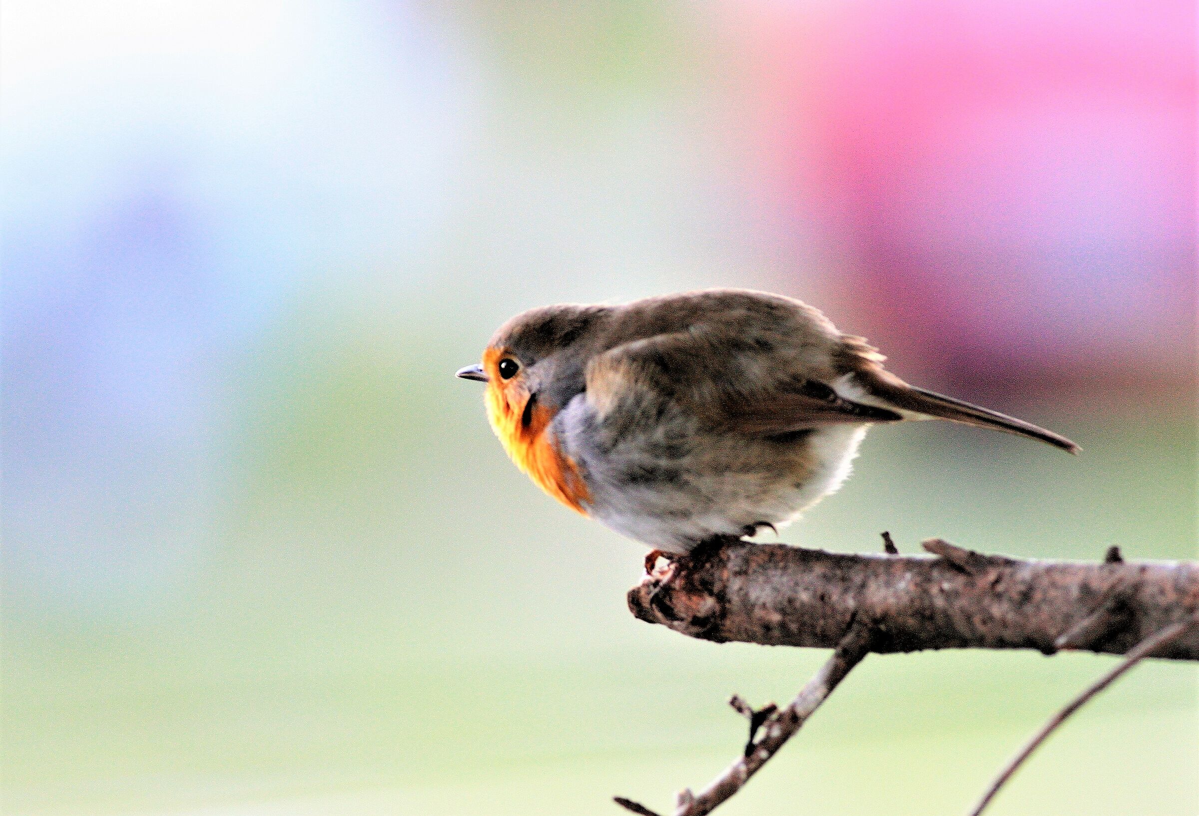 Robin lurking!