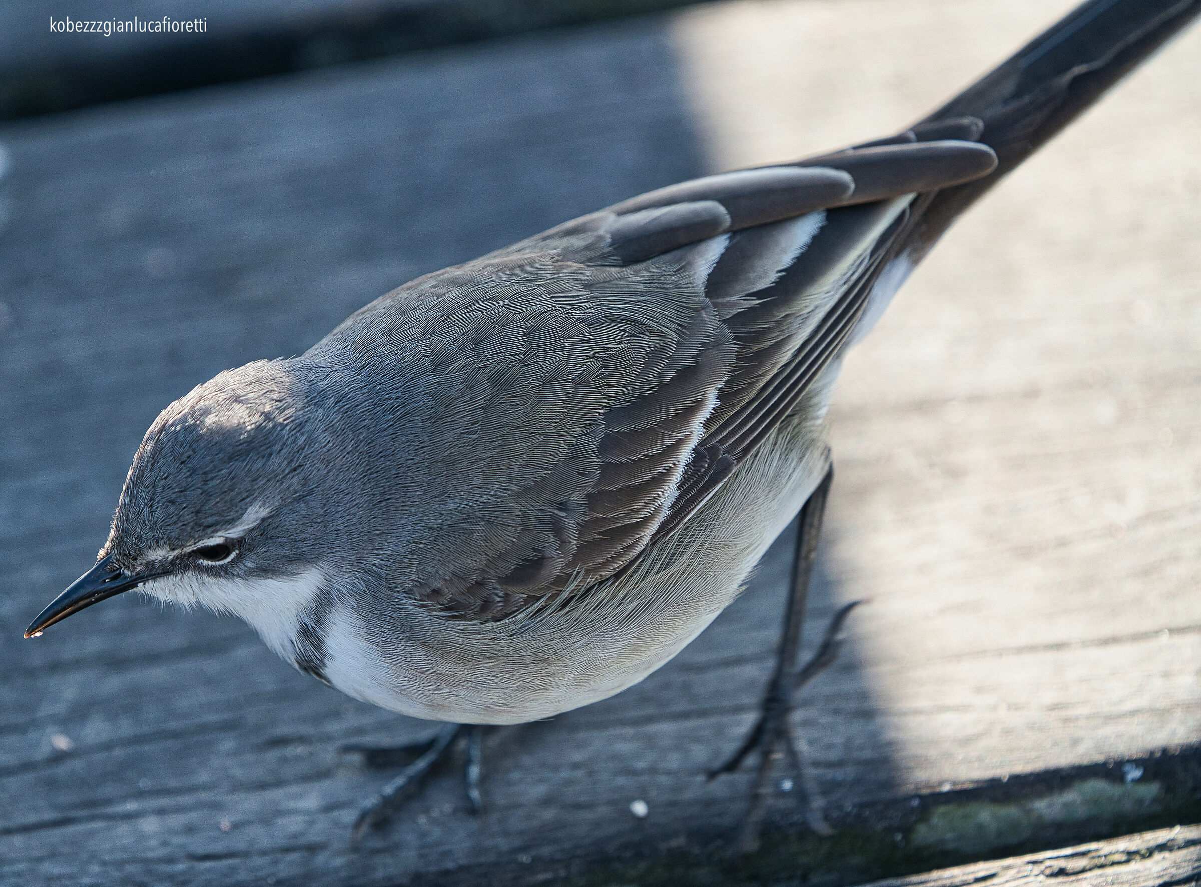 Portrait Pigliamosche