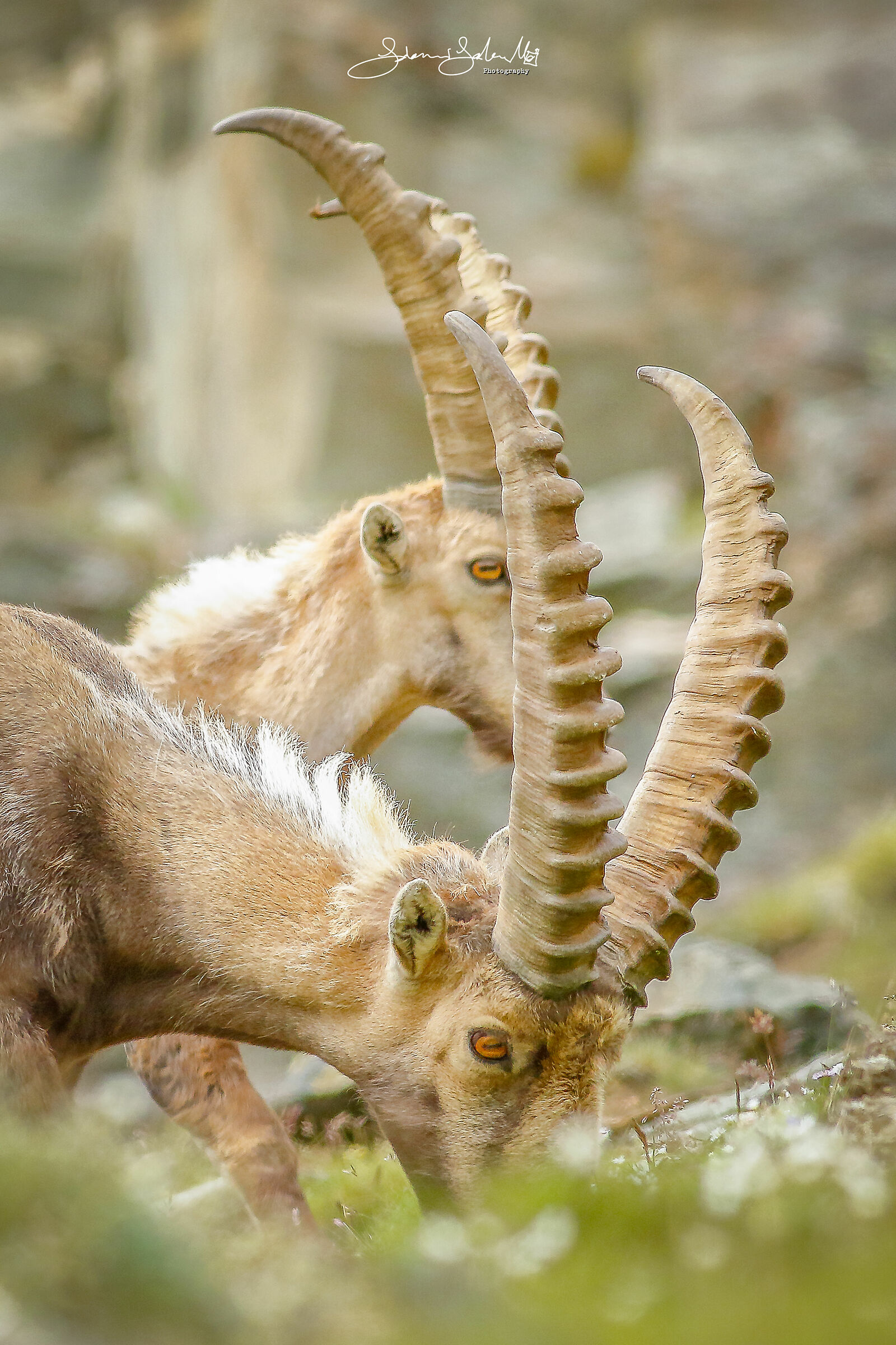 Double eyes (Capra ibex, Linnaeus, 1758)