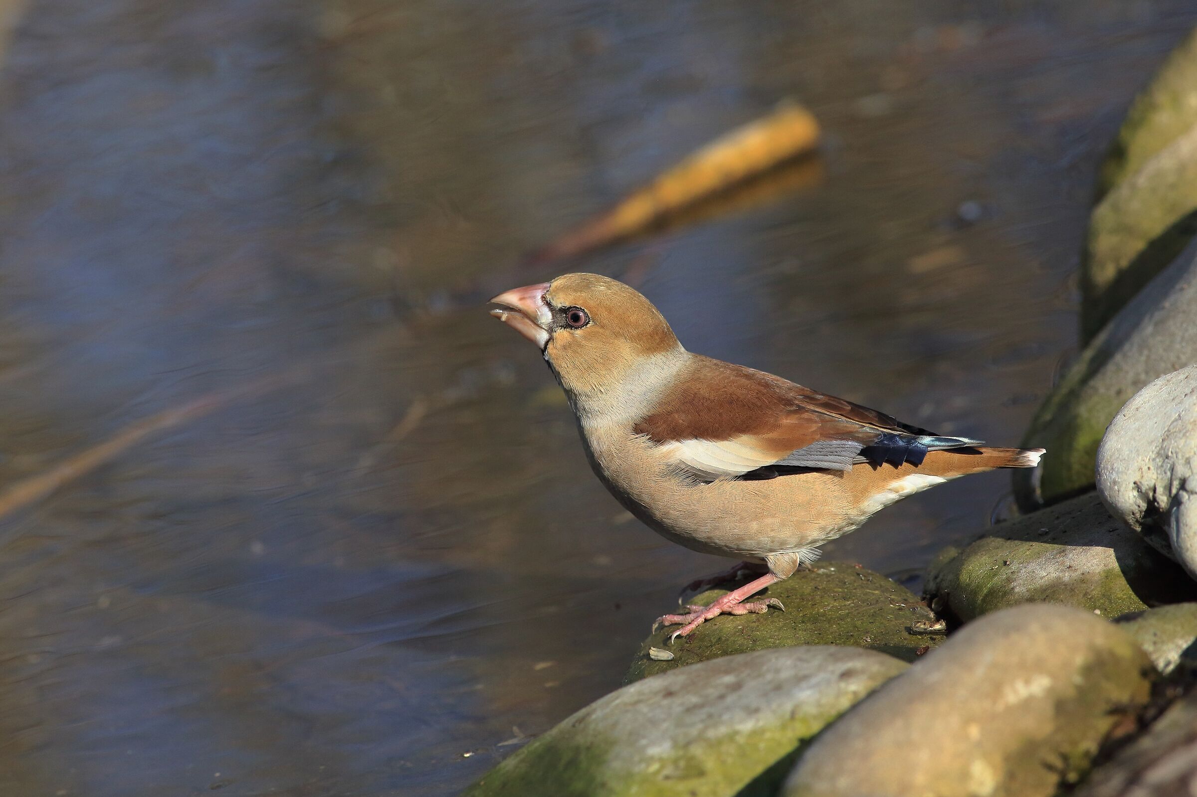 puddle frosone ,Coccothraustes-coccothraustes
