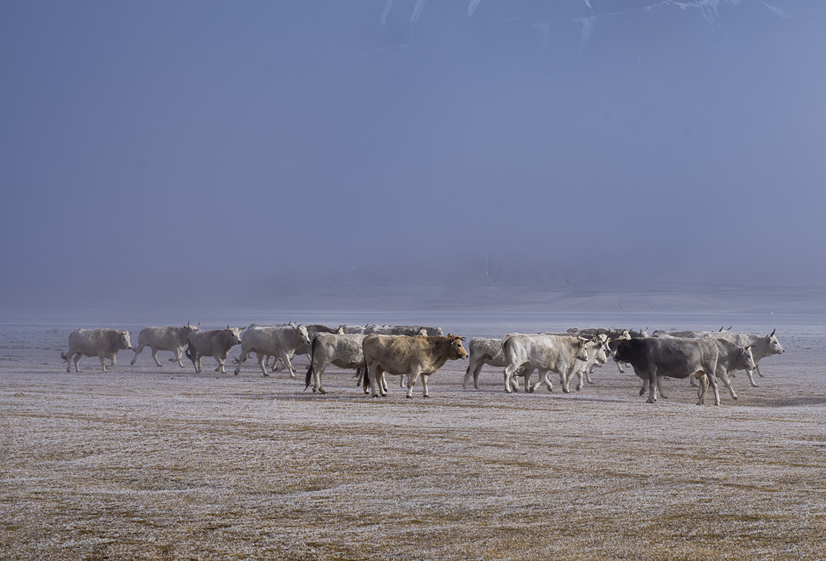 Pasture on the Great Plain
