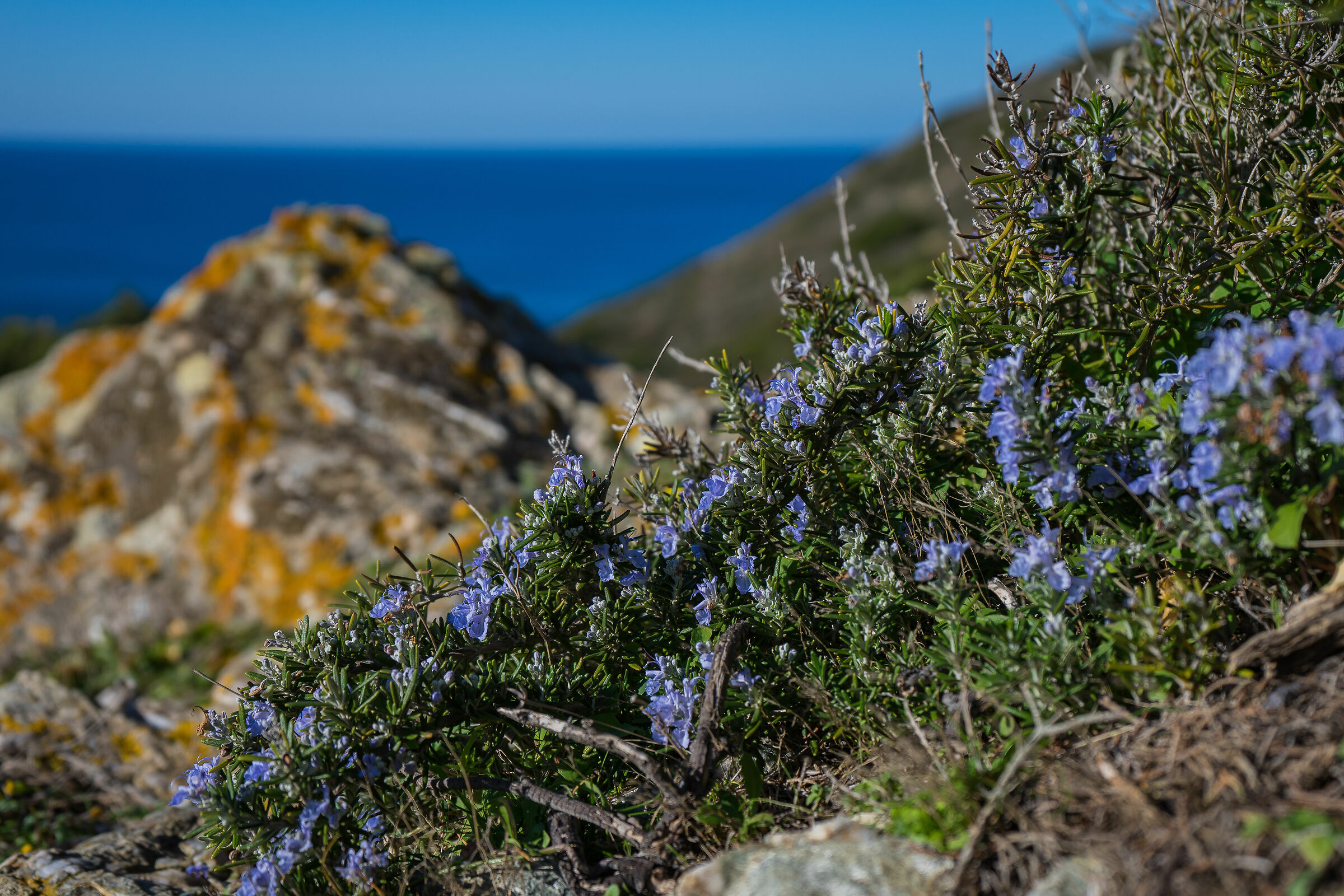 Il profumo del rosmarino fiorito