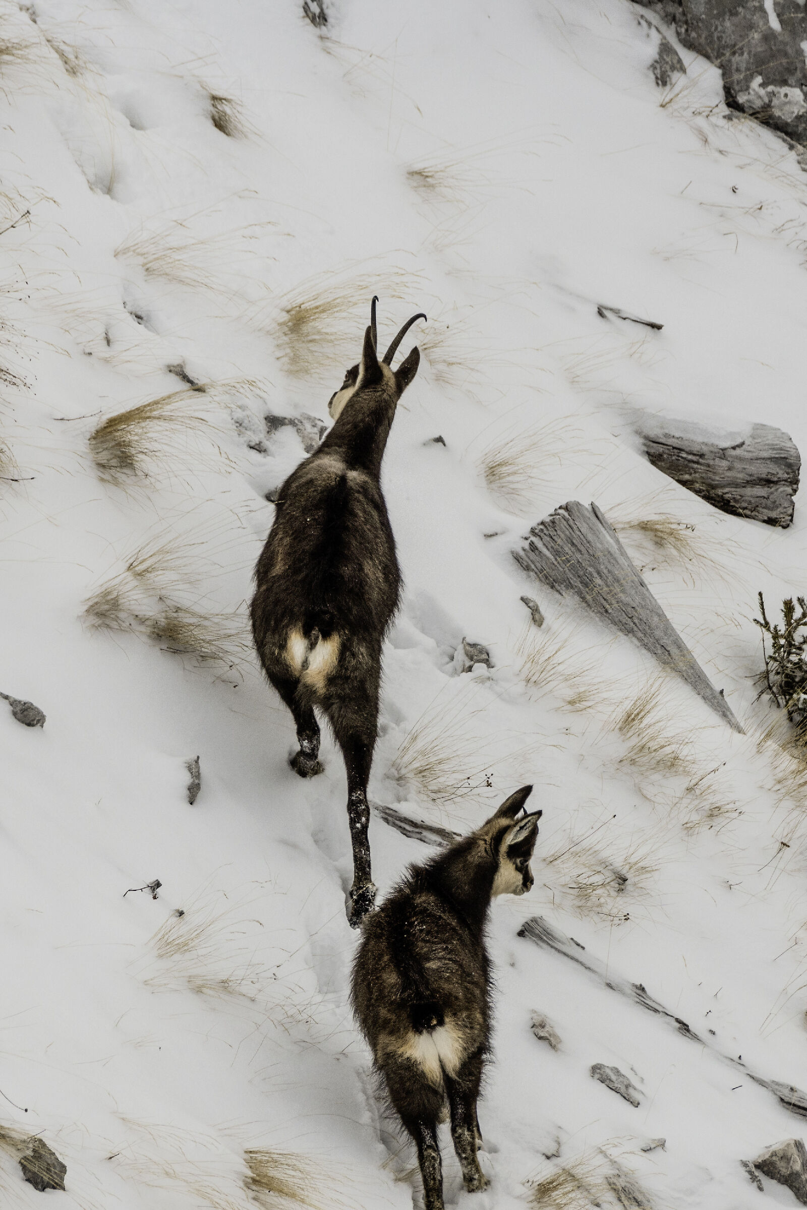 Camosci madre e piccolo