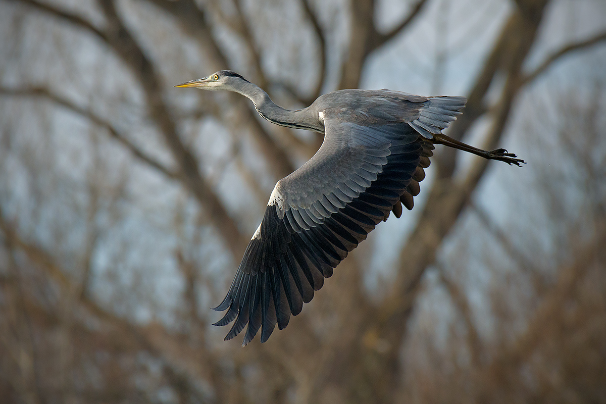 Airone cenerino in volo