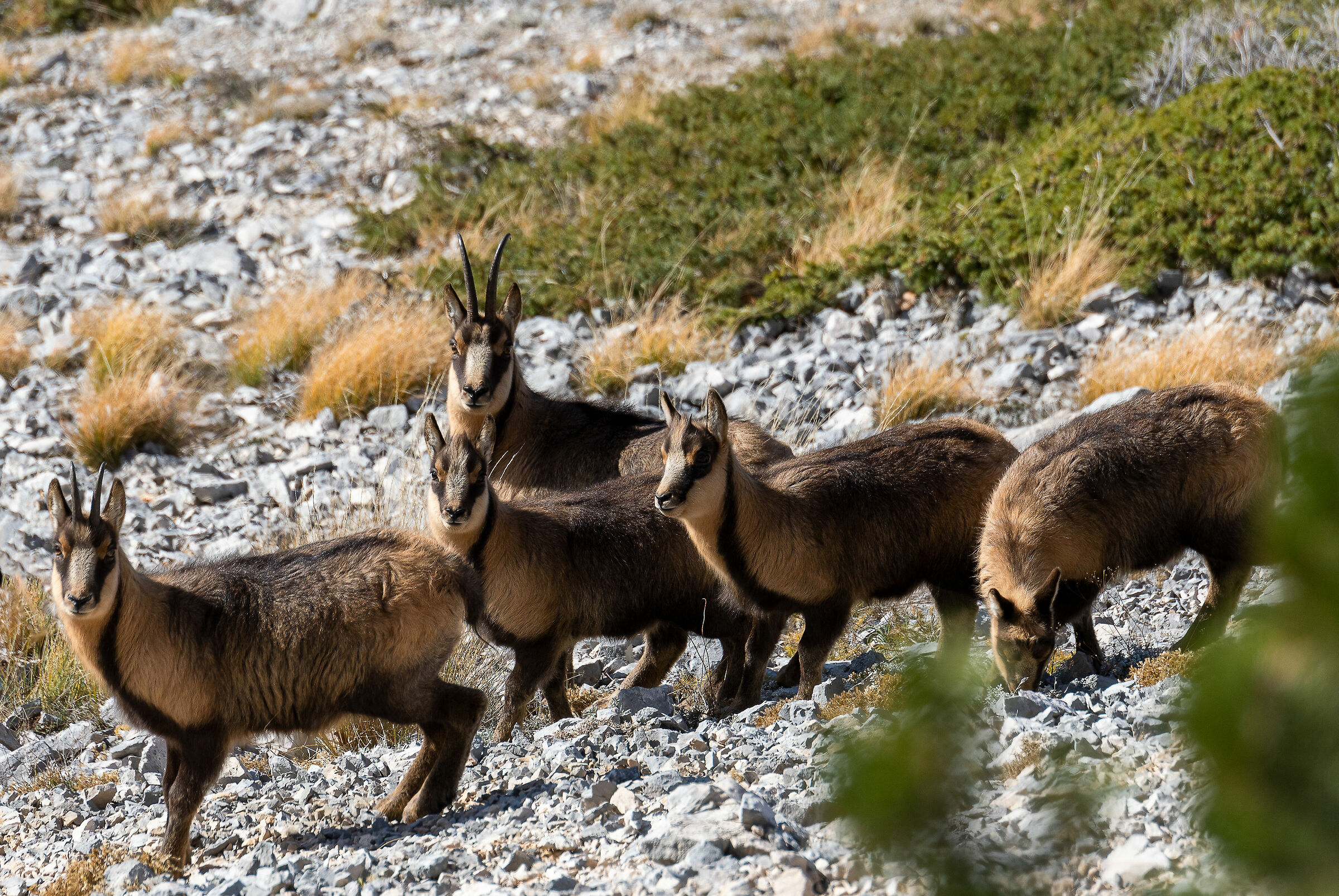 Camoschi dei Sibillini