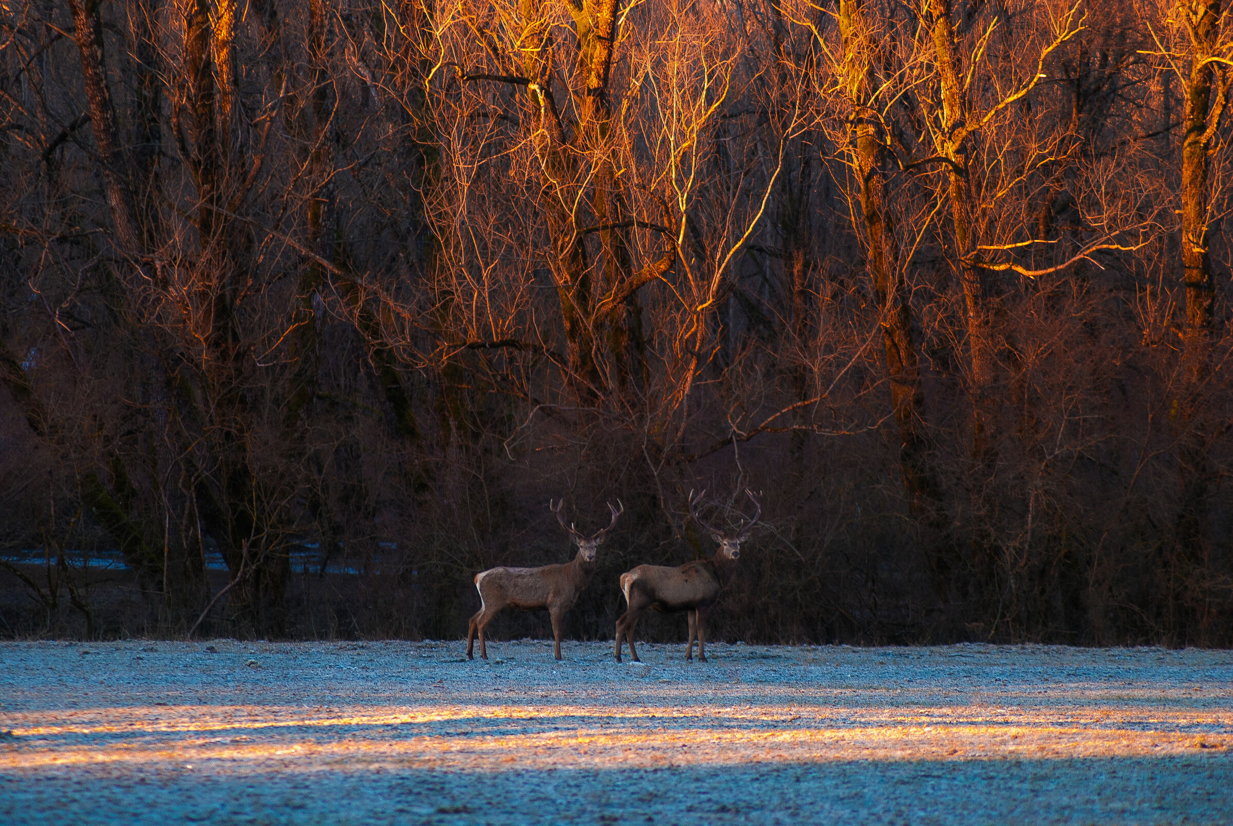 Coppia di cervi nobili