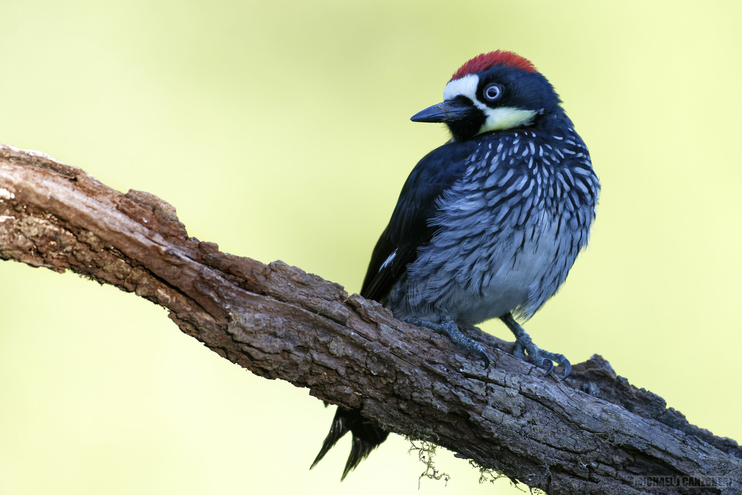 Acorn Woodpecker