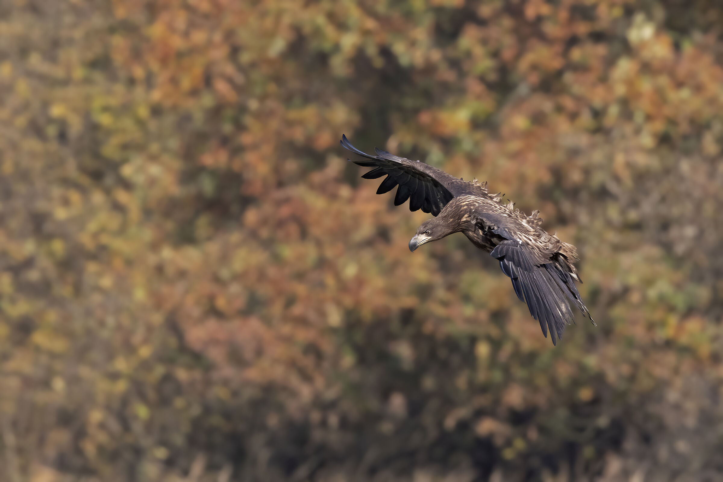 Aquila di mare ambiente autunnale