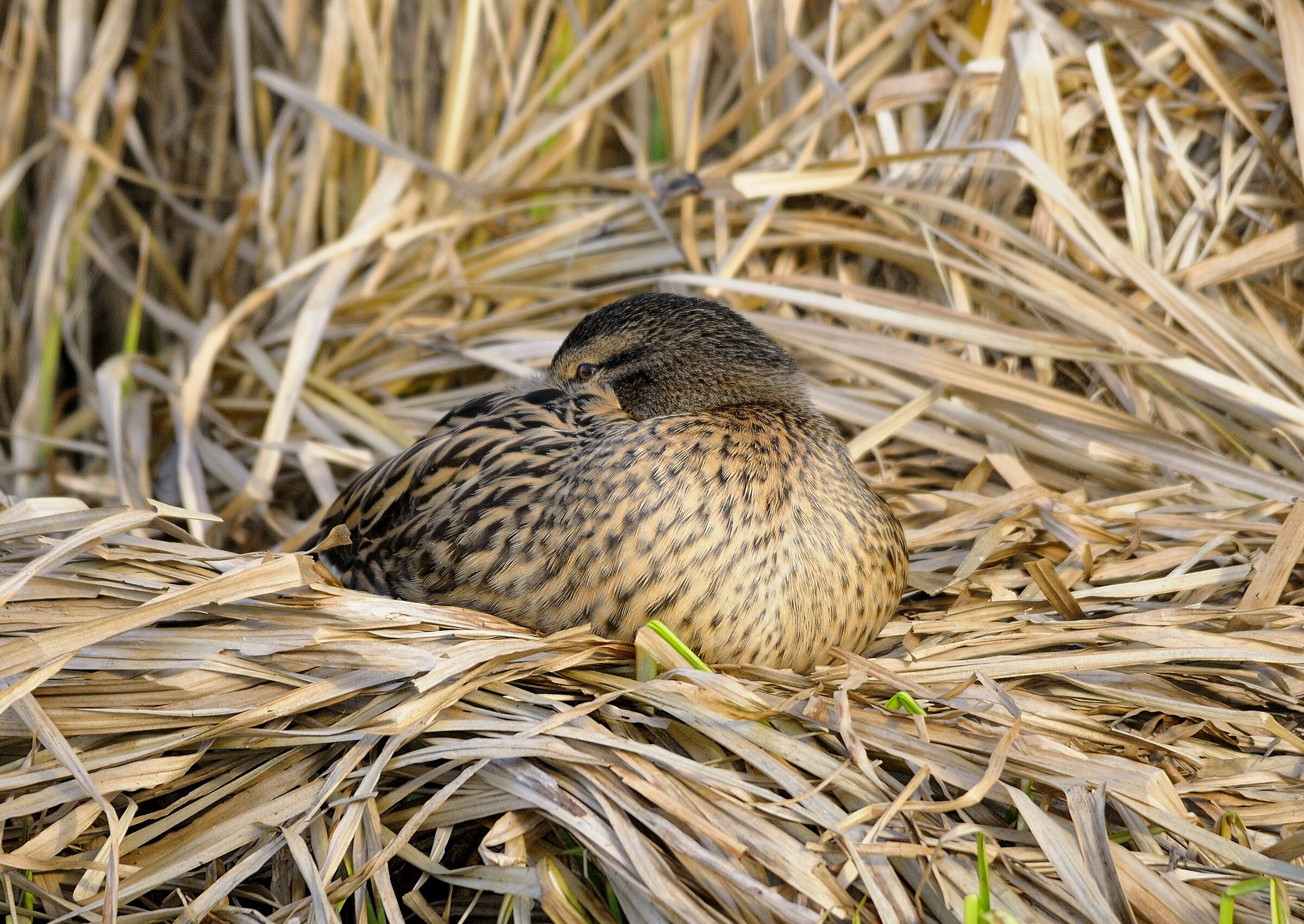 Riposino pomeridiano