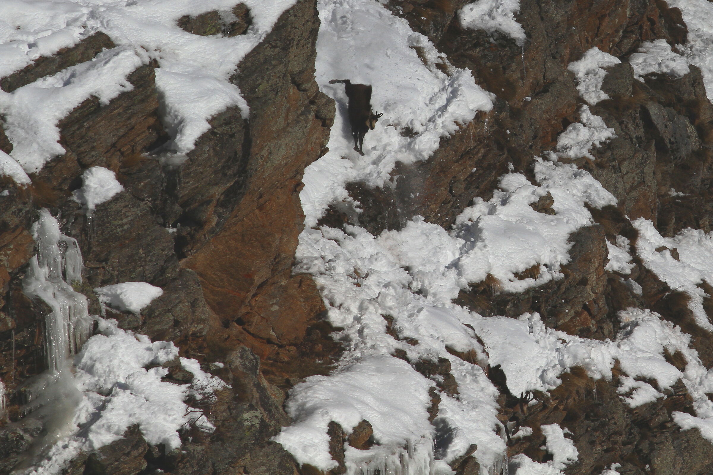 chase between two chamois