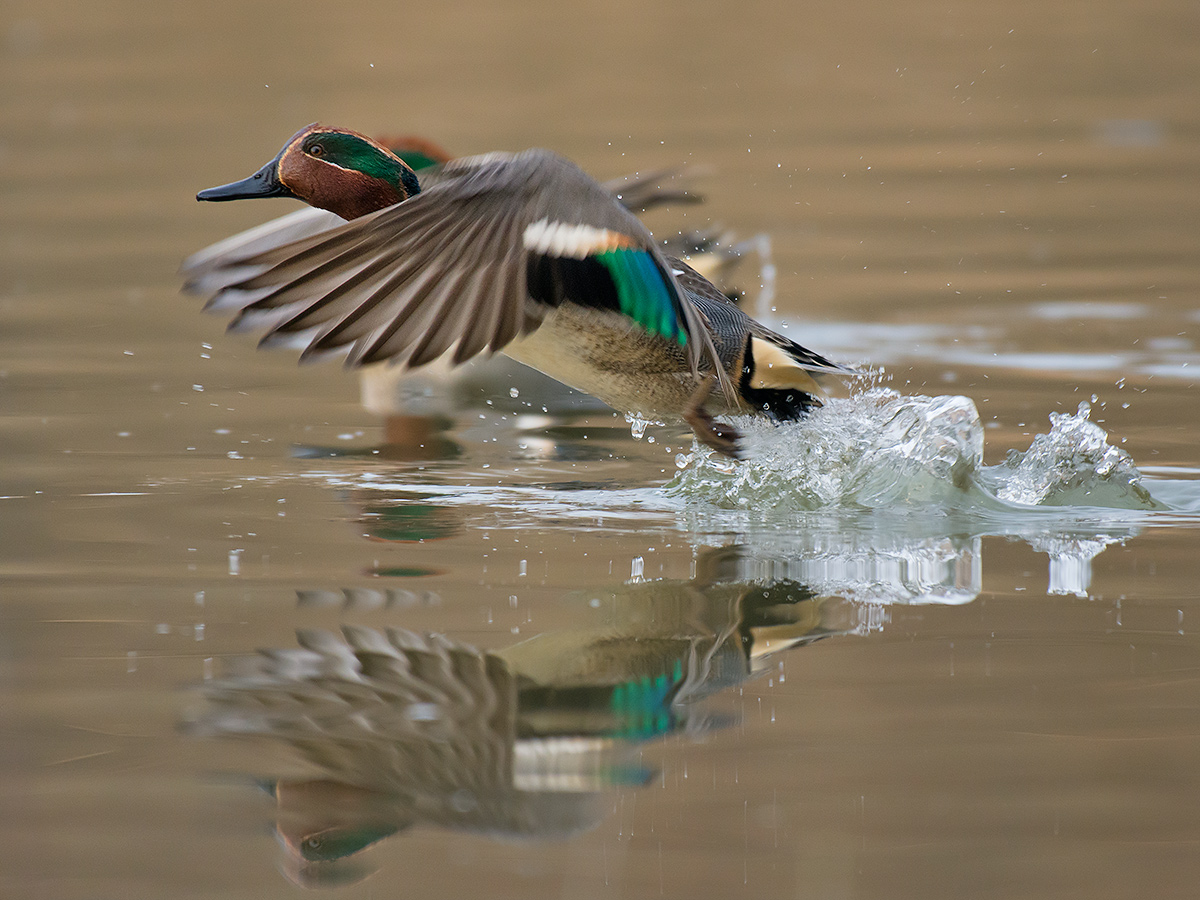Alzavola allo stacco