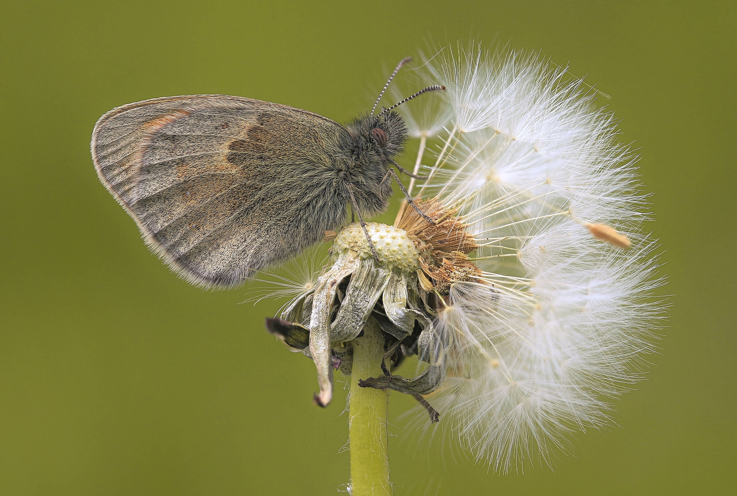 Pamphilus coenonympha