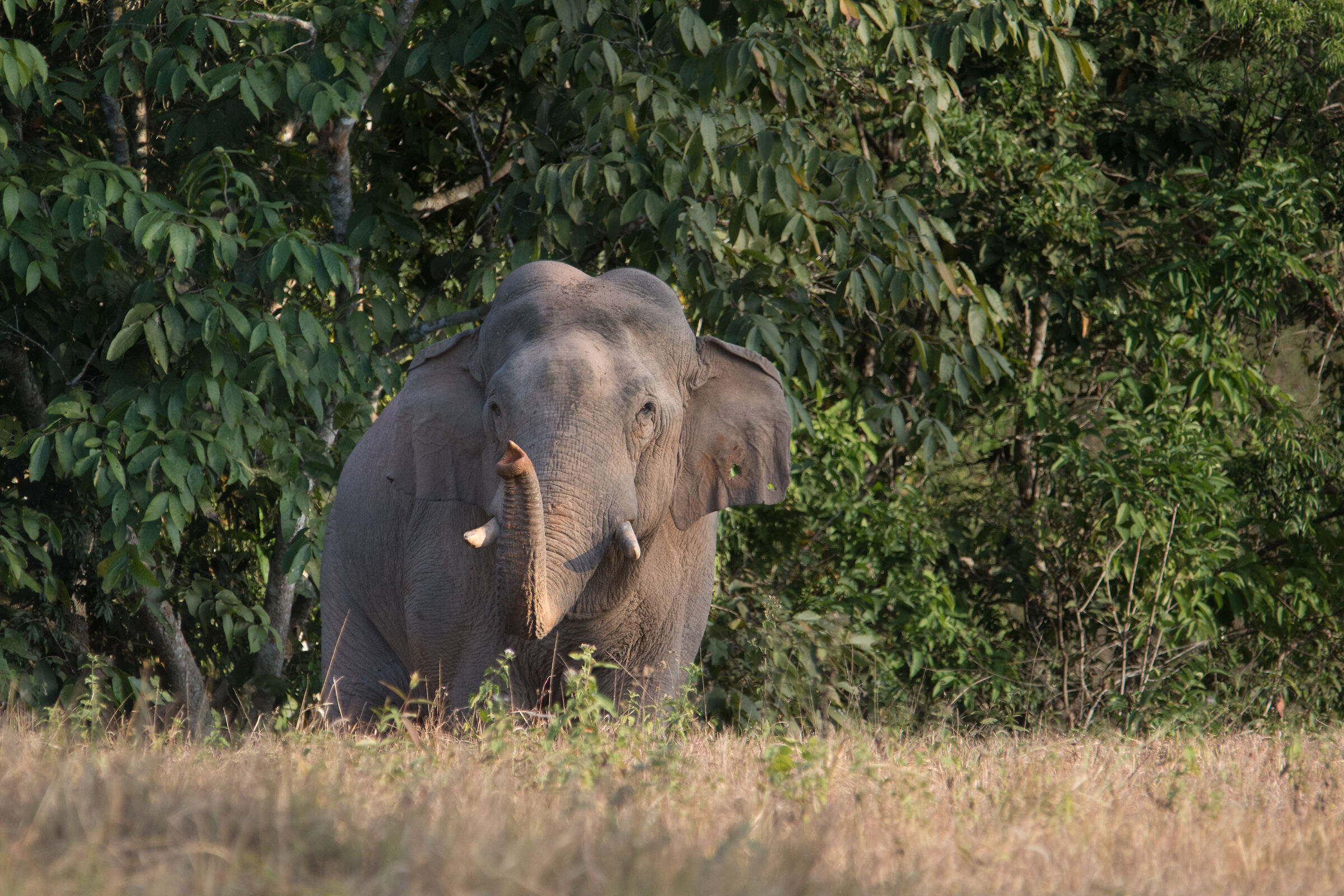 Asiatic Elephant - I Can Smell You