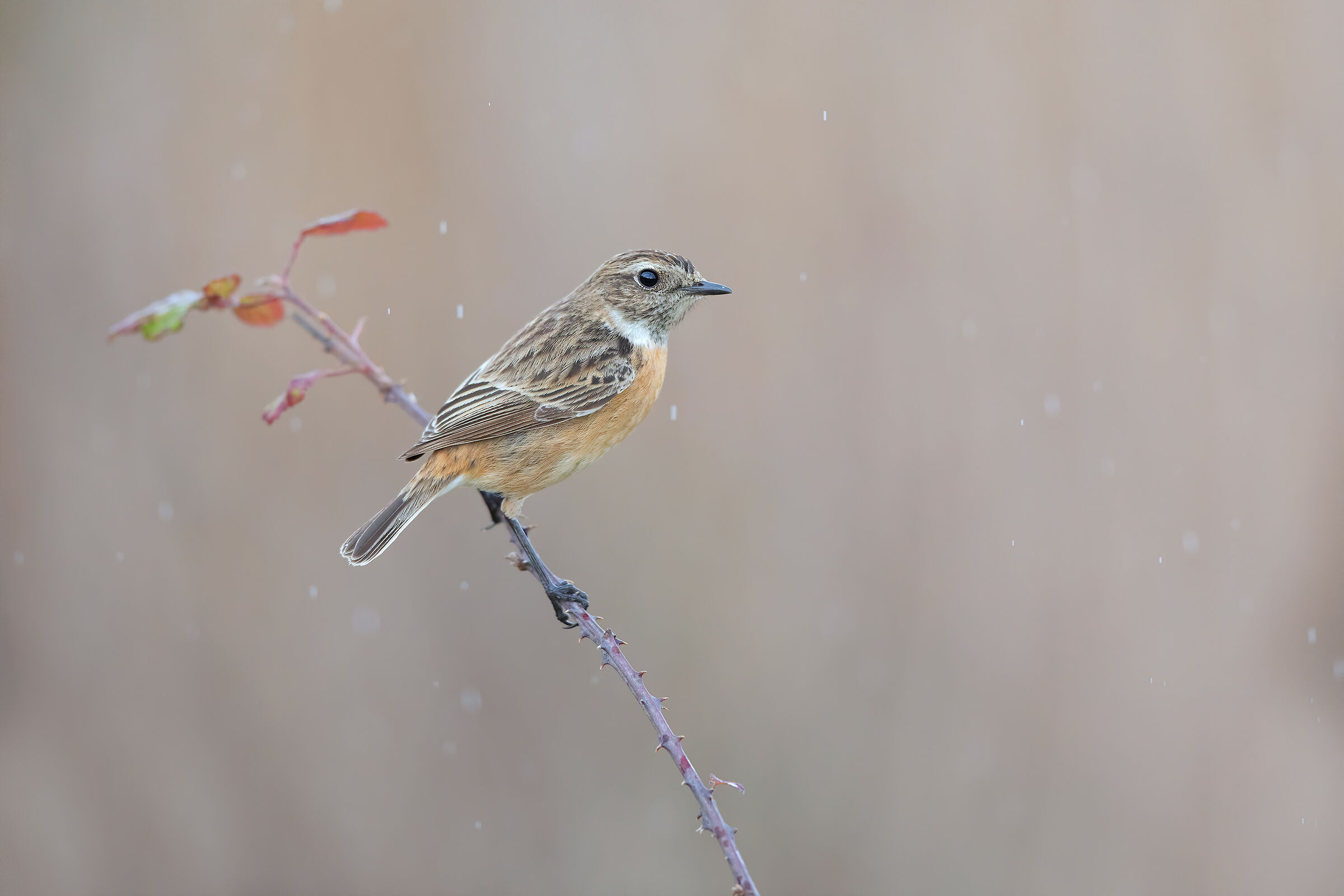 That afternoon of a dog day (jump)