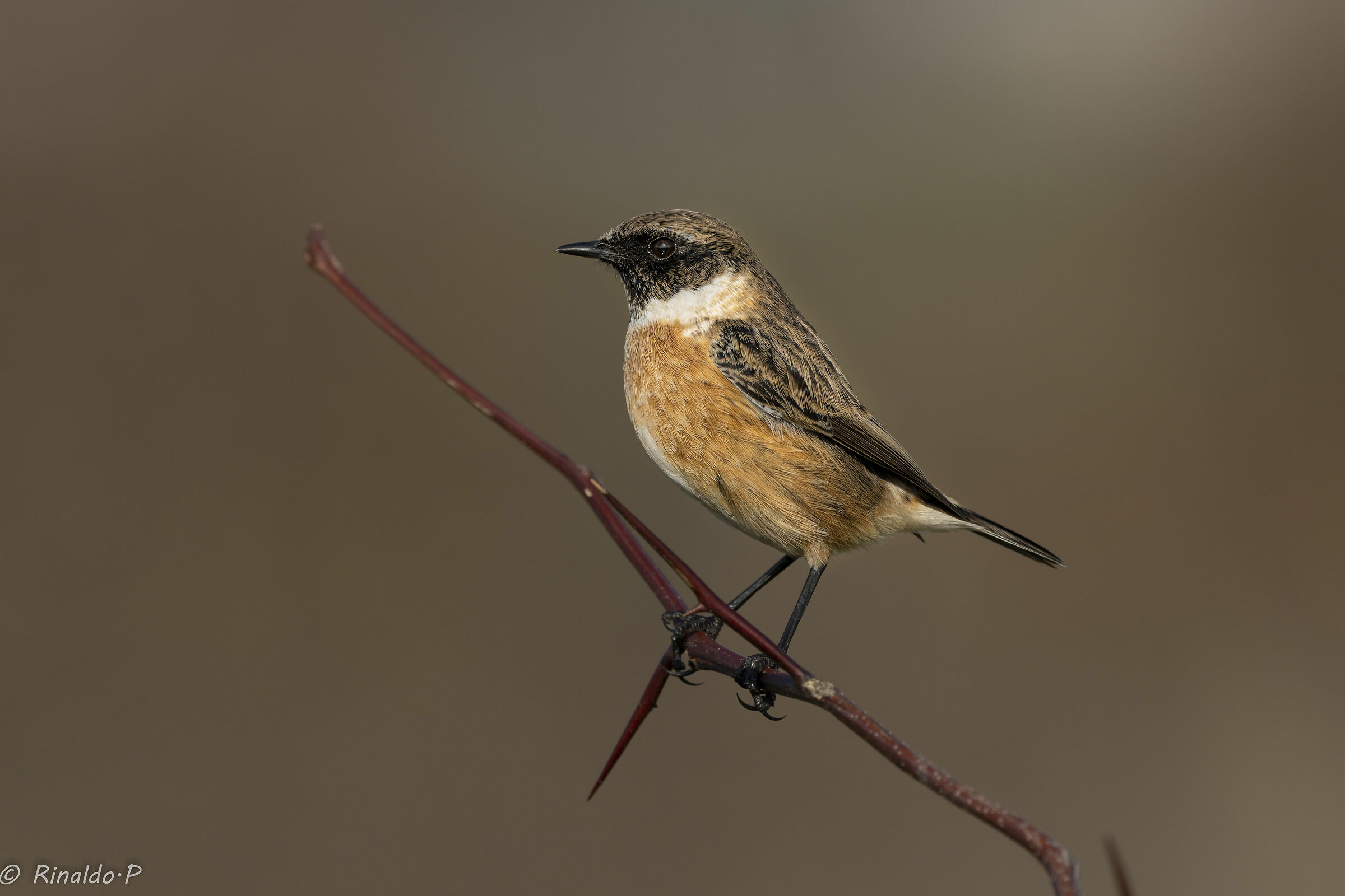 Saltimpalo maschio 1