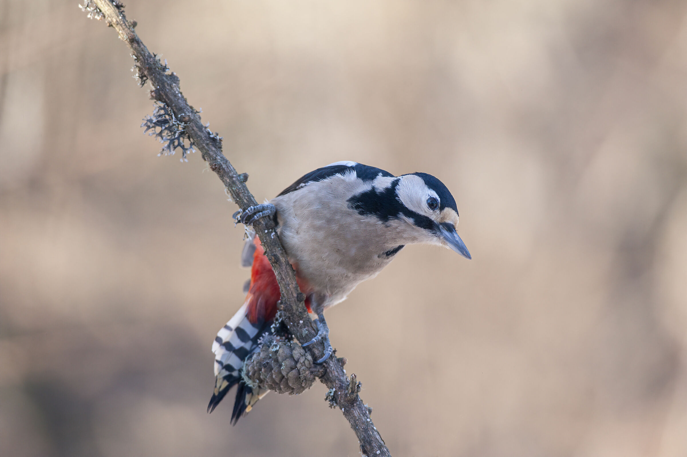 picchio rosso l'acrobata