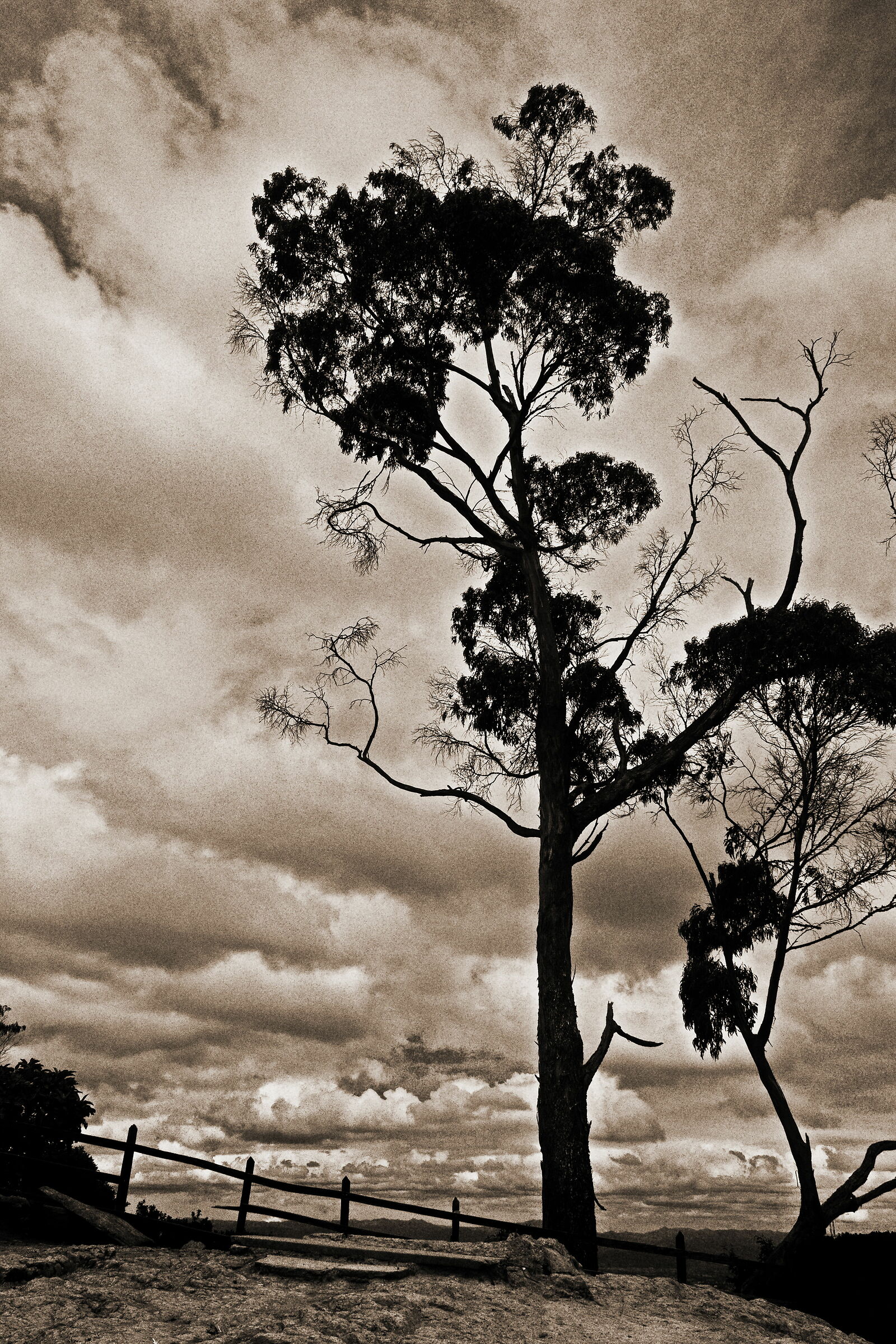 L'albero di Monserrate