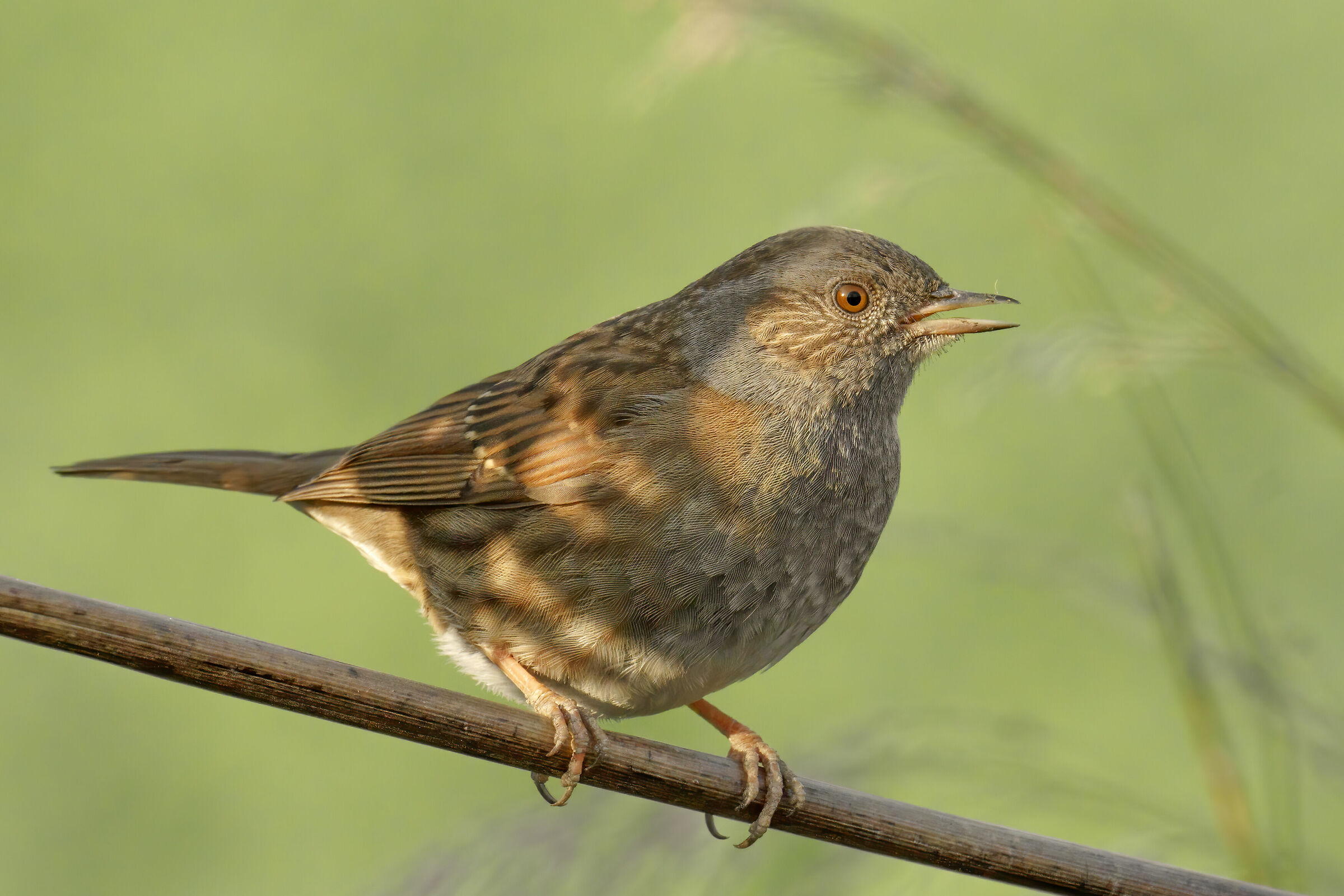 Passera scopaiola (Prunella modularis)