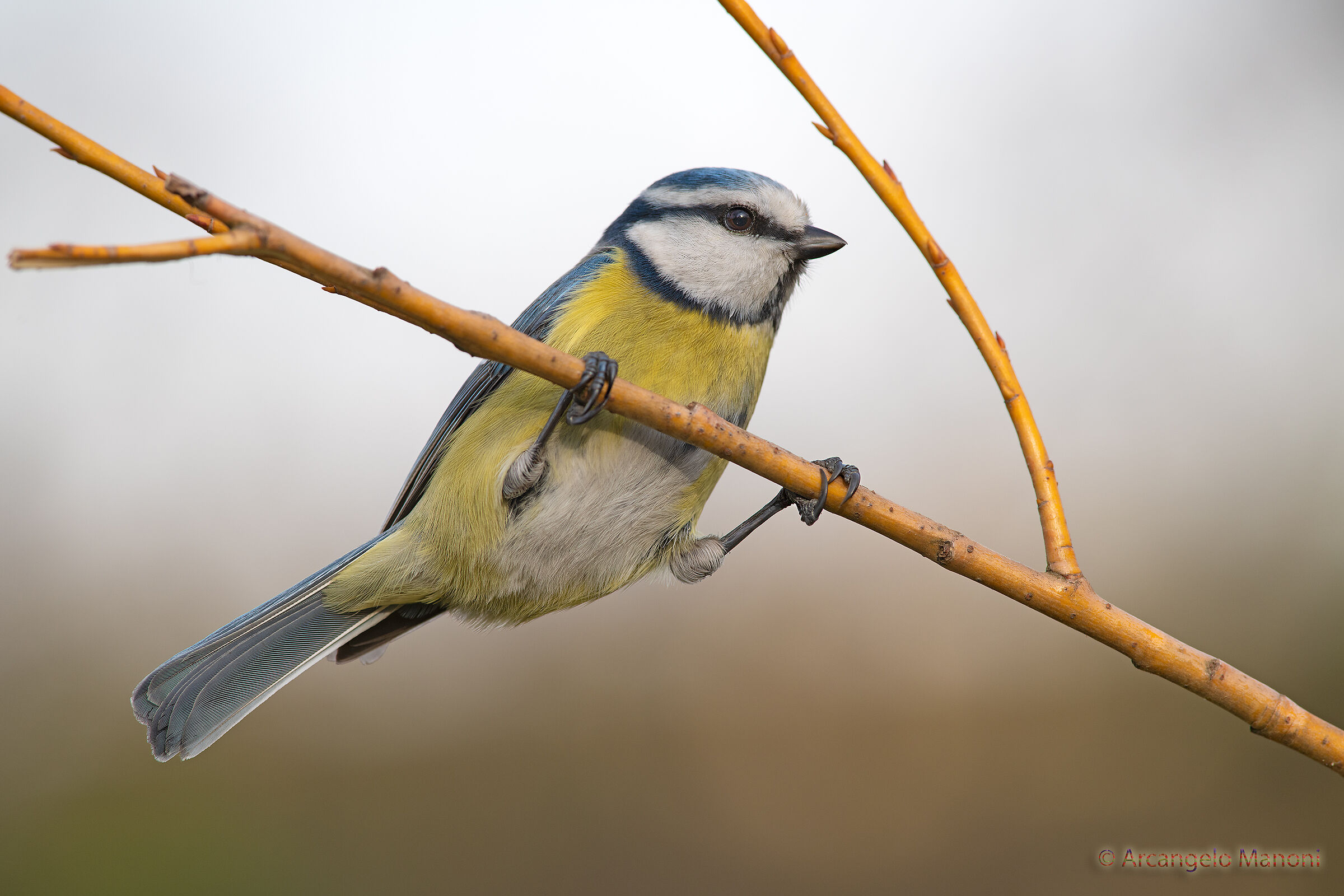 My name is blue tit