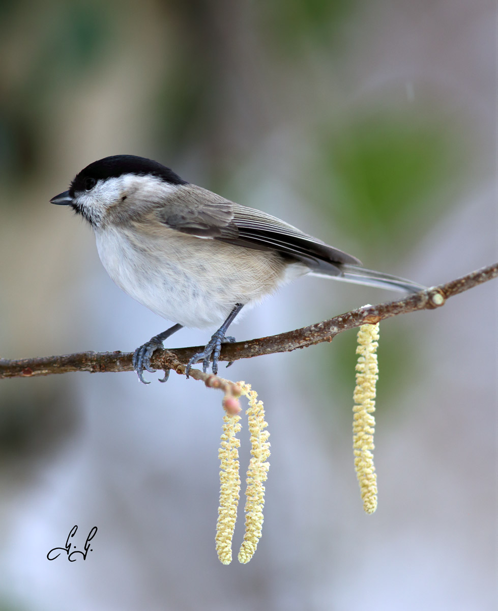 Marsh Tit