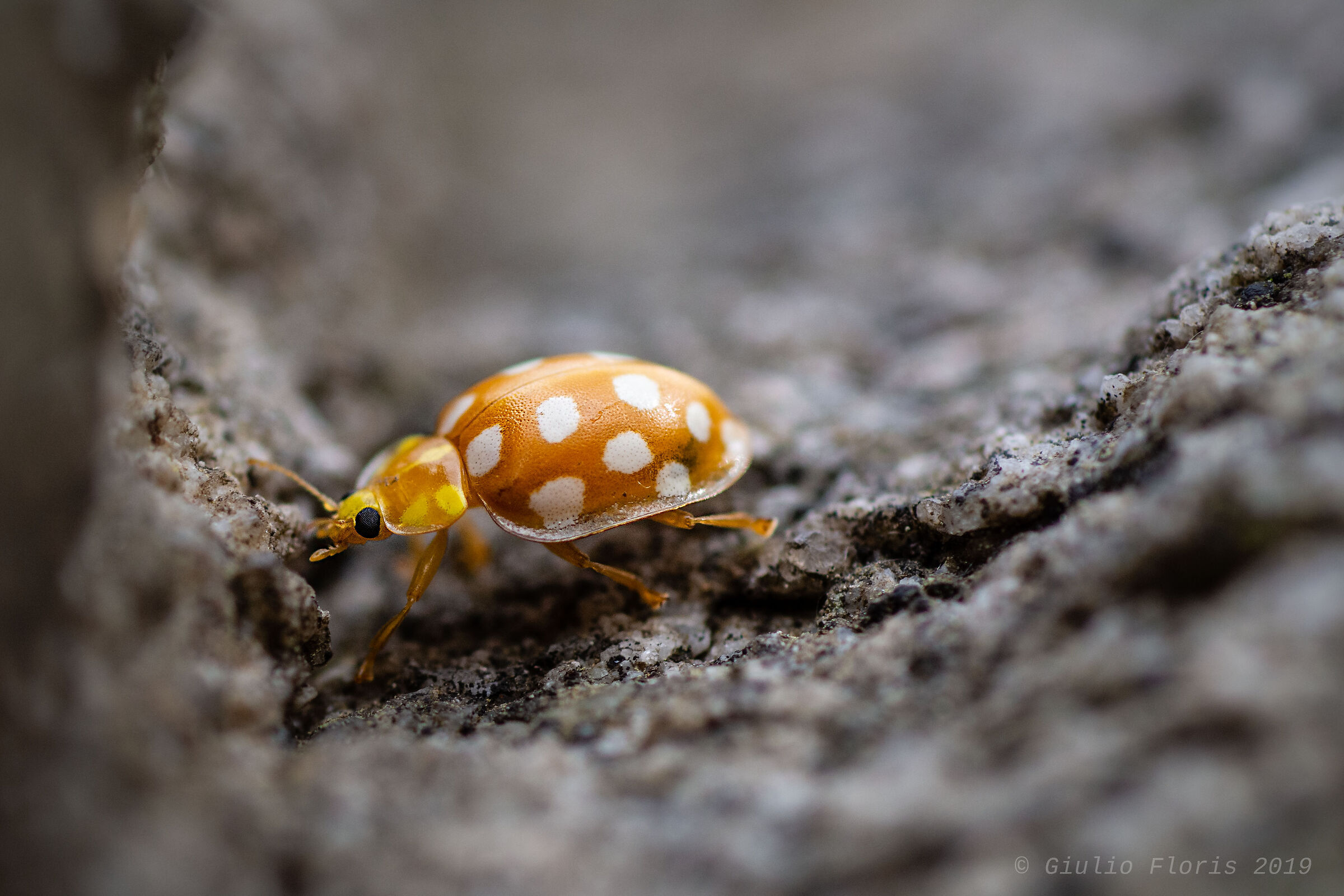 Orange ladybug (halizya sedemguttata)