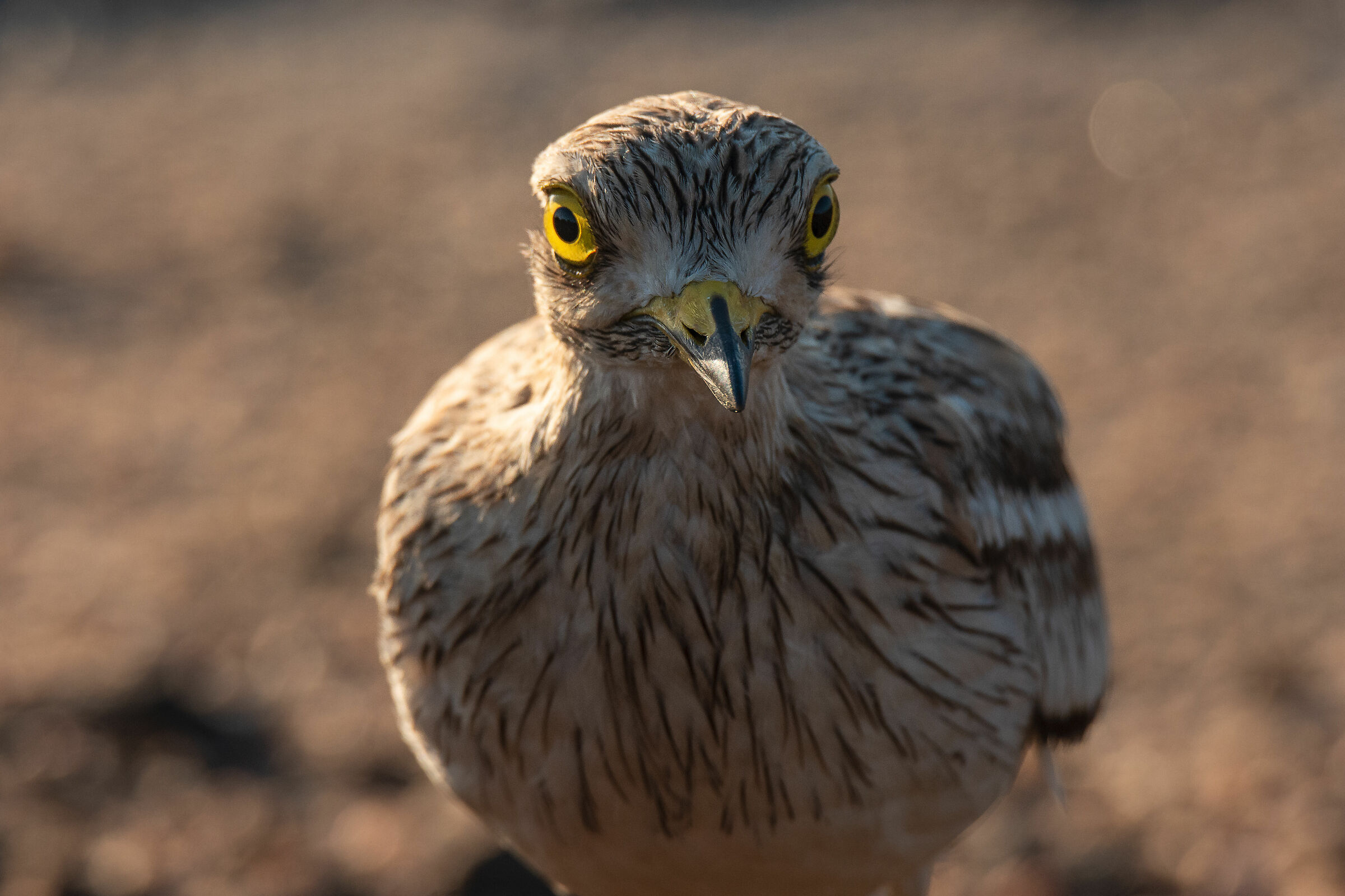 Eye to the Eye (Burhinus oedicnemus)