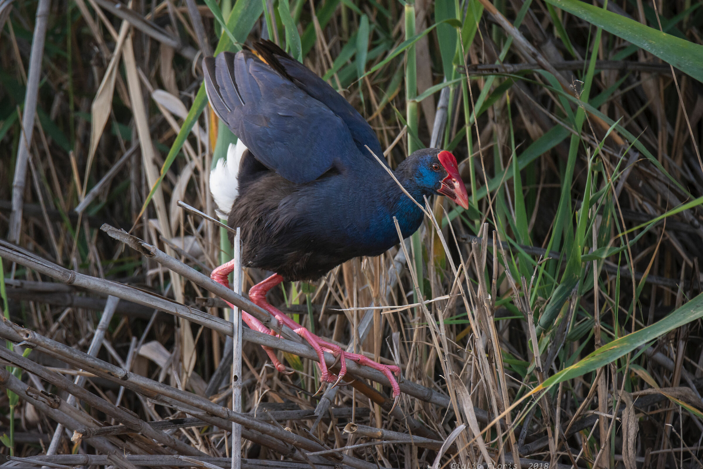 Chicken Sultano (Porphyrio porphyrio)