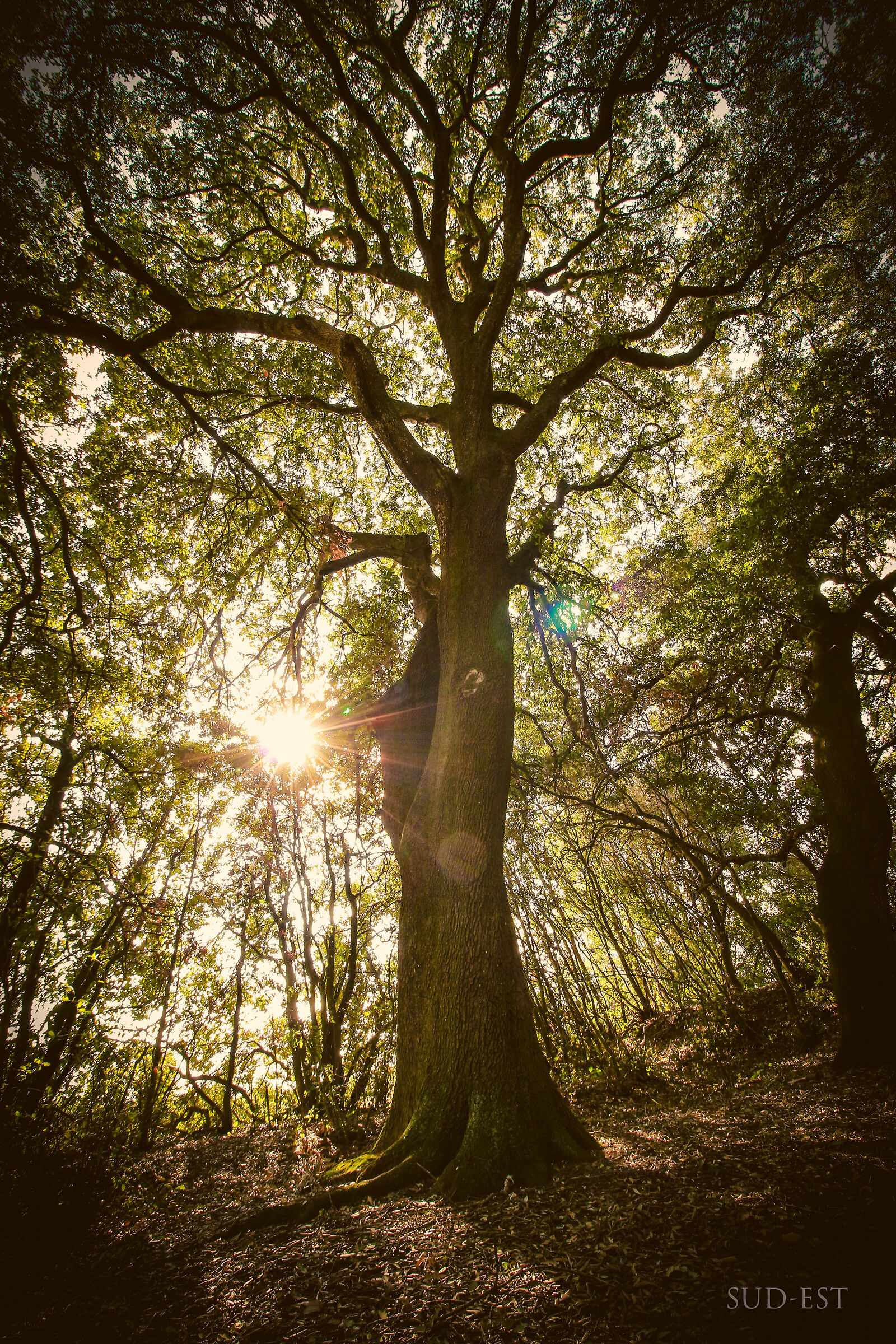Imponenza della natura