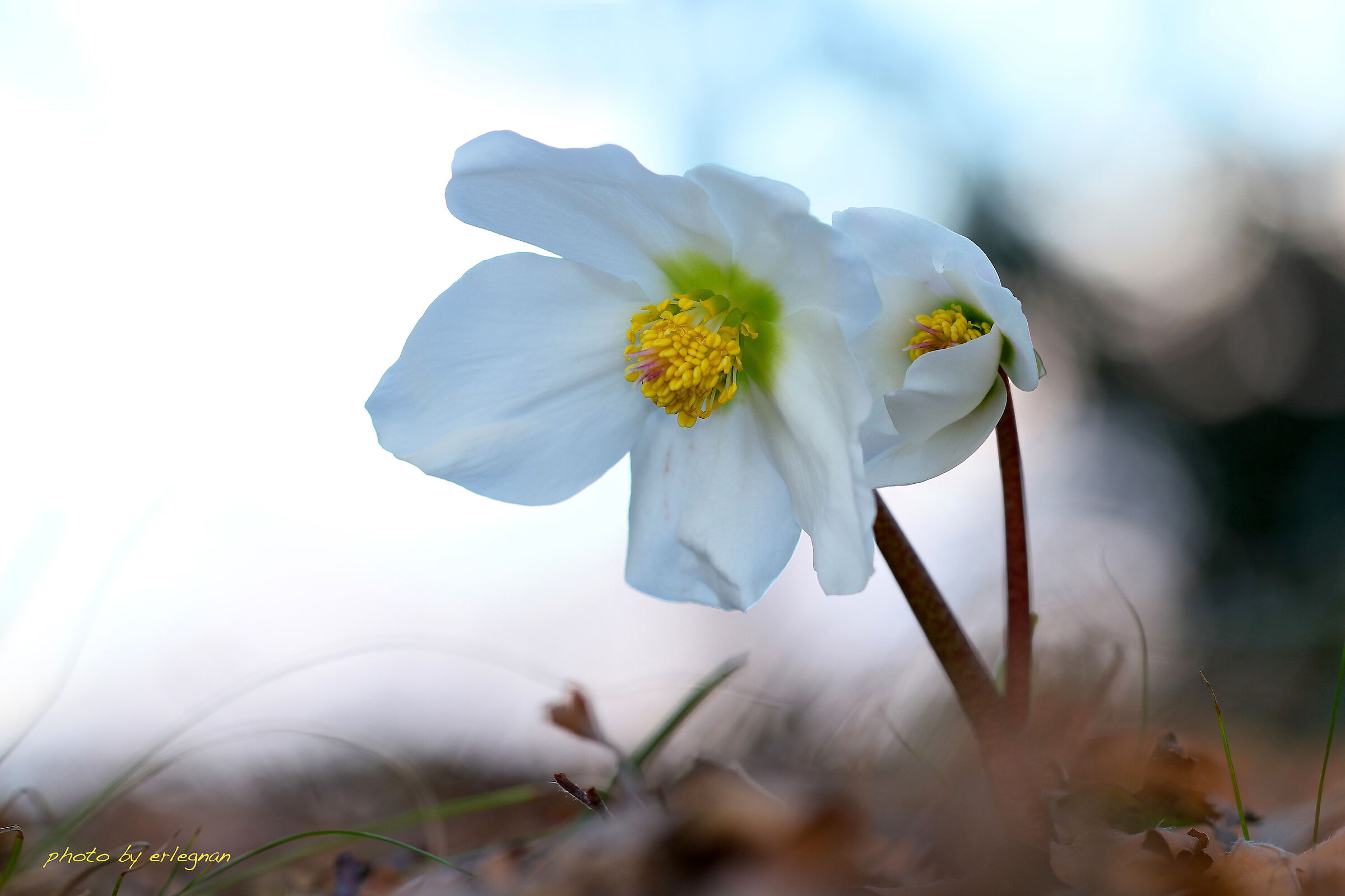 Elleboro in backlight