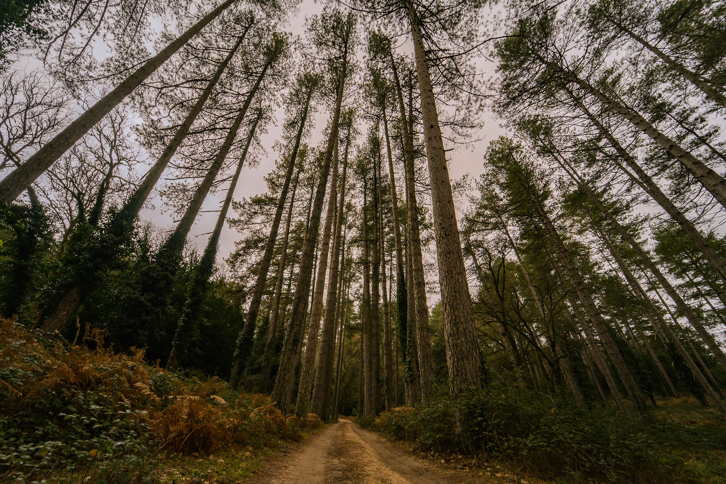 I pini più alti della Sardegna