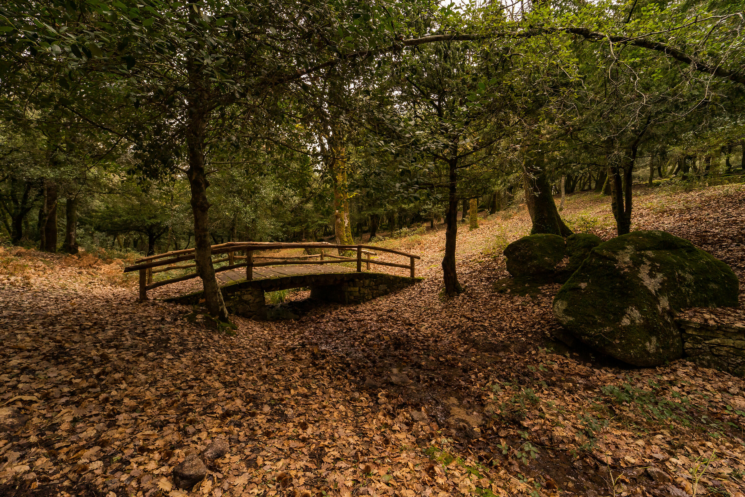 L'antico ponticello nel bosco