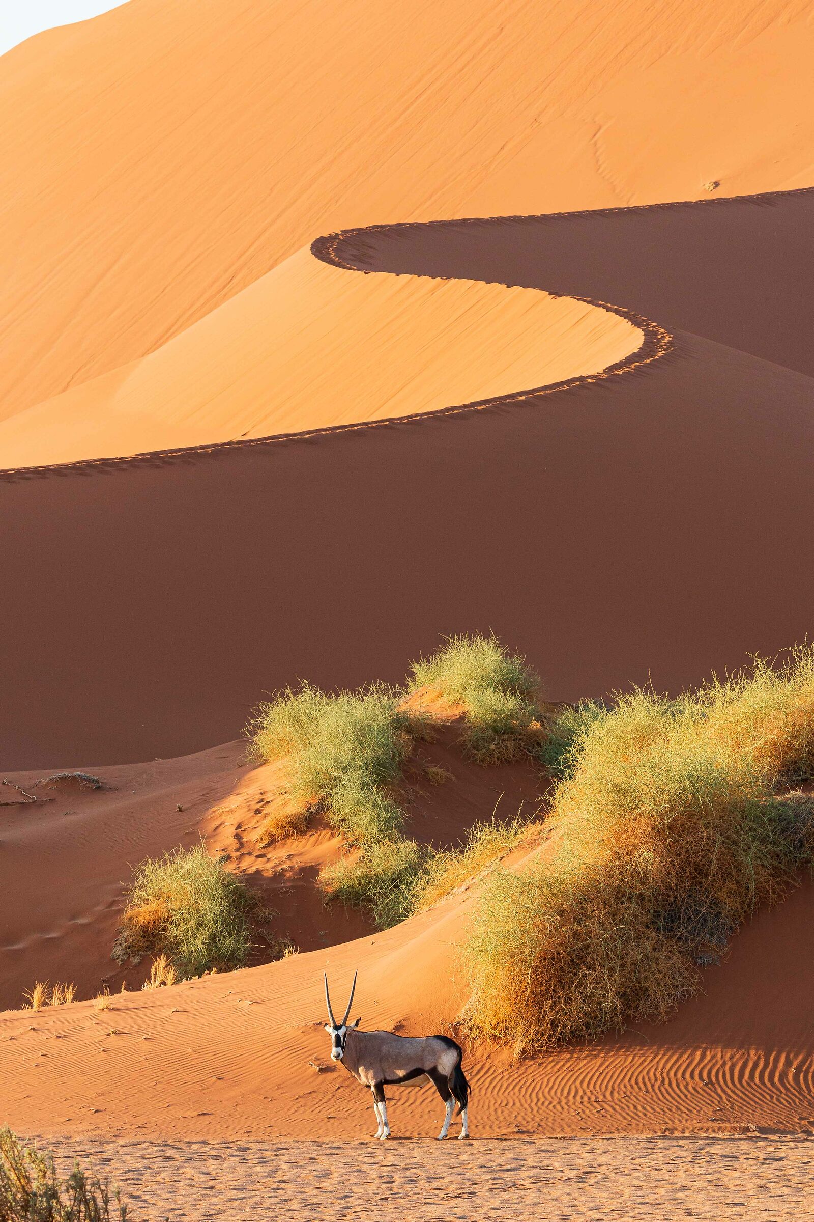 Oryx in Deadvlei - Namibia