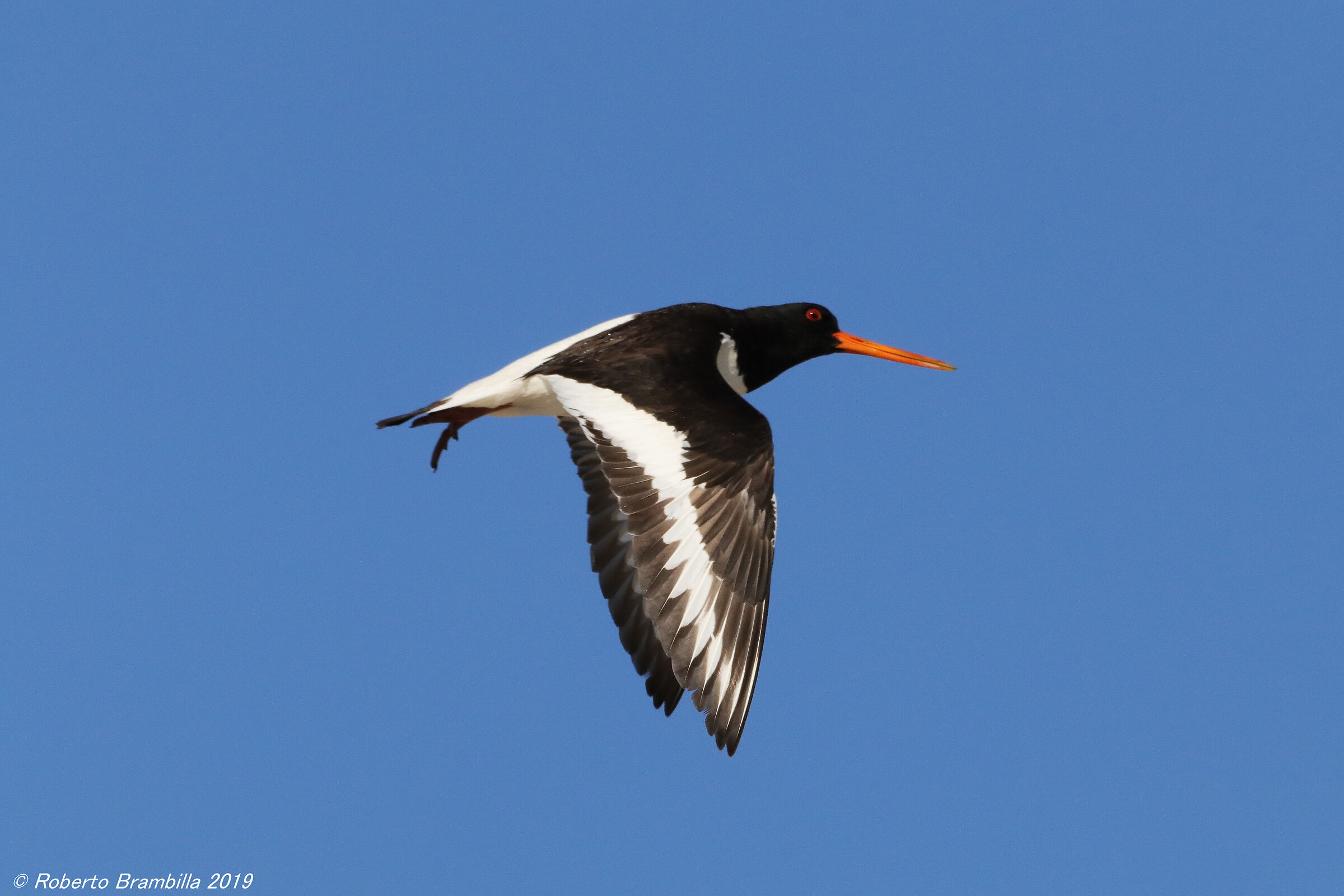 Sea woodcock