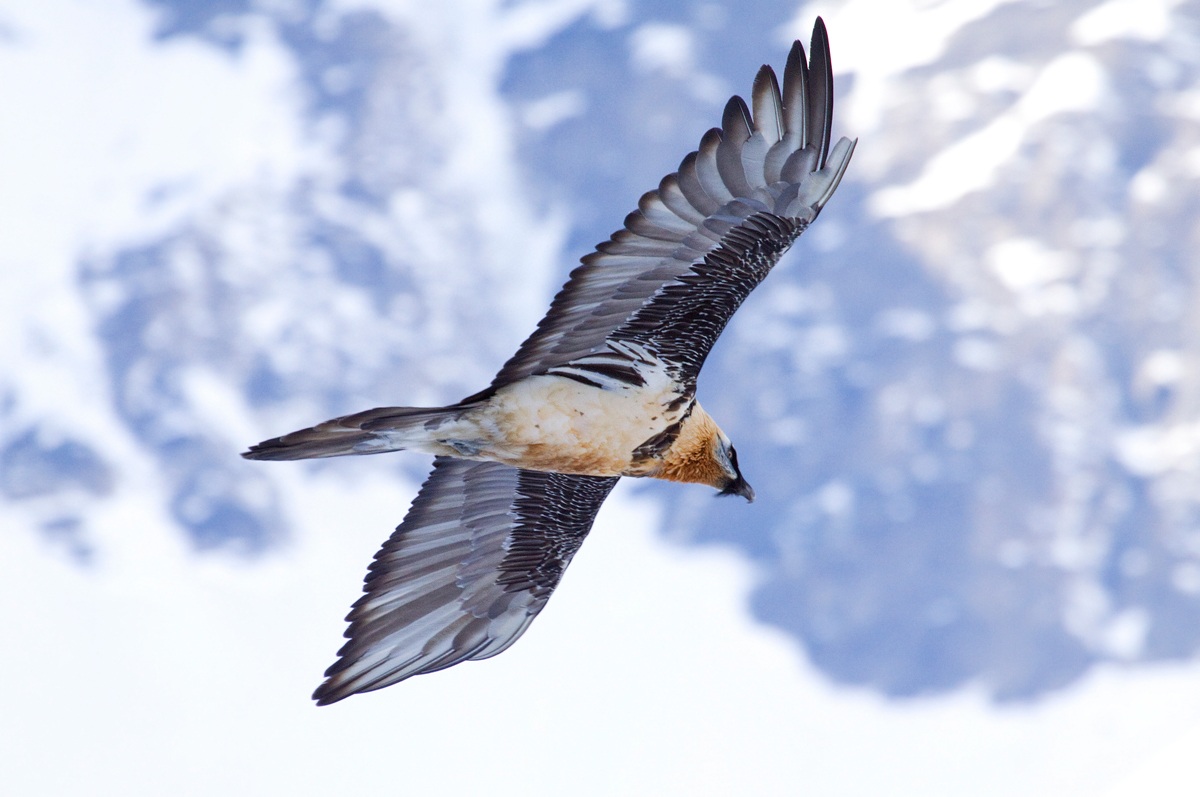 the bearded vulture PNGP
