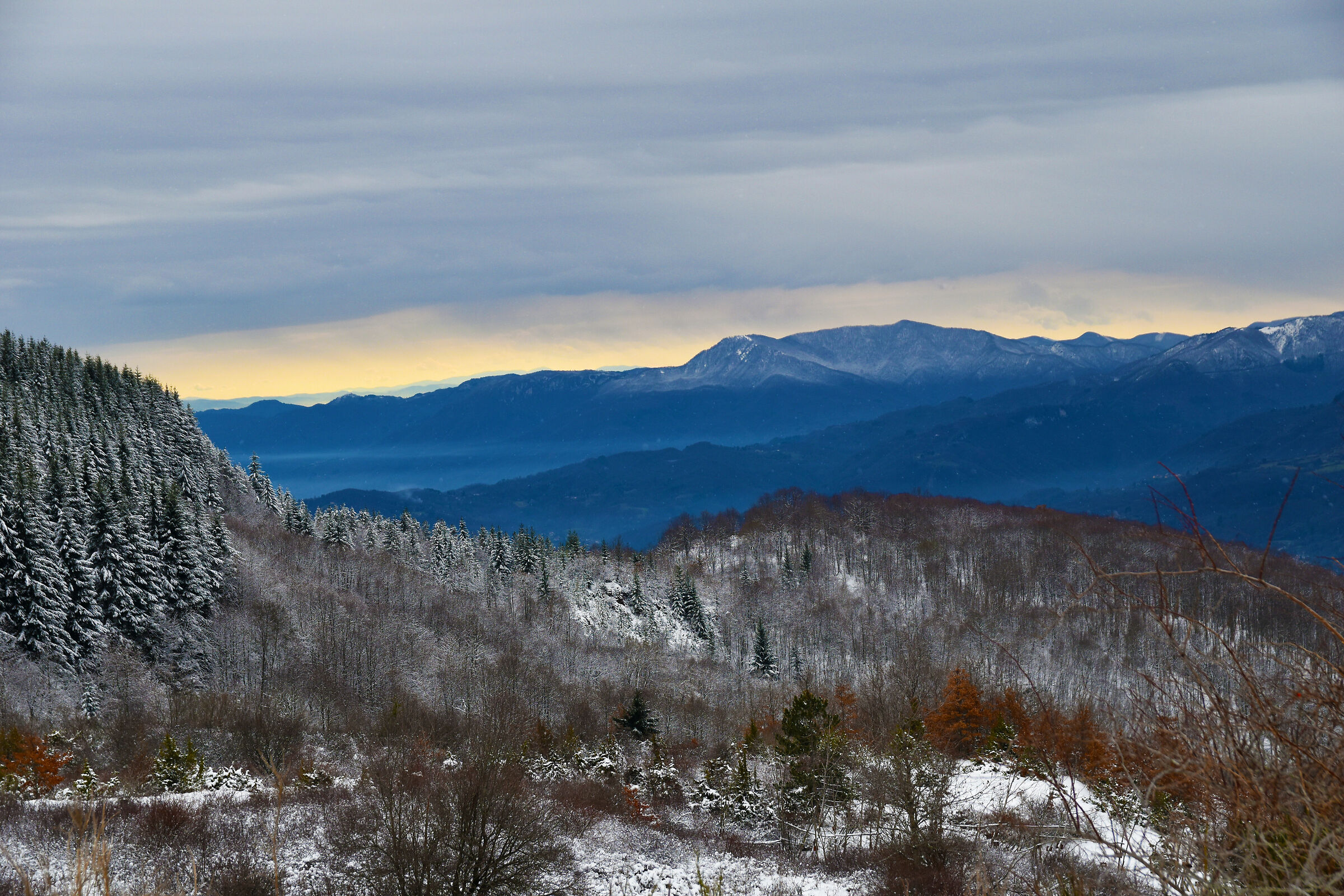 Orecchiella to the sea