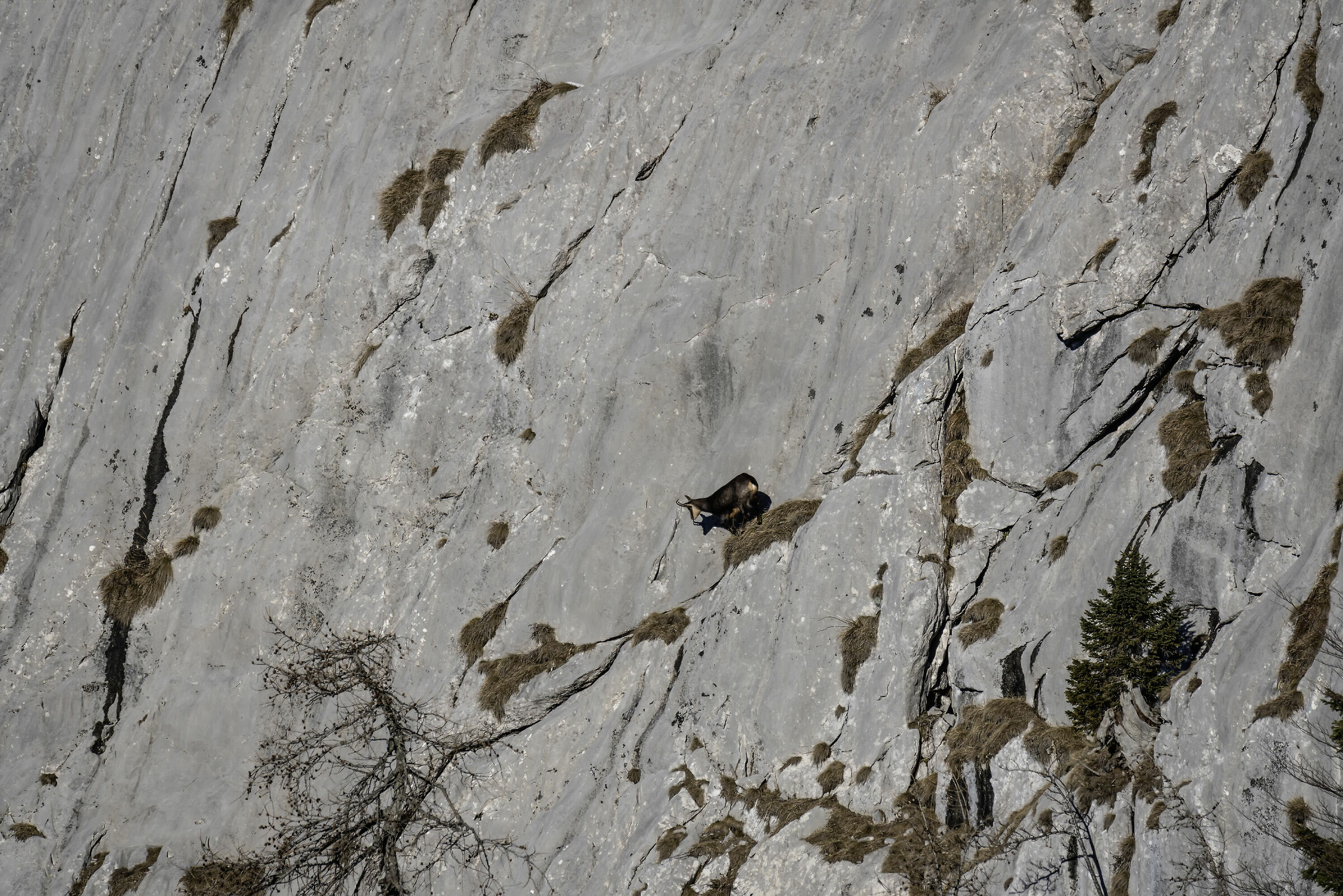 Chamois, this is a free climber