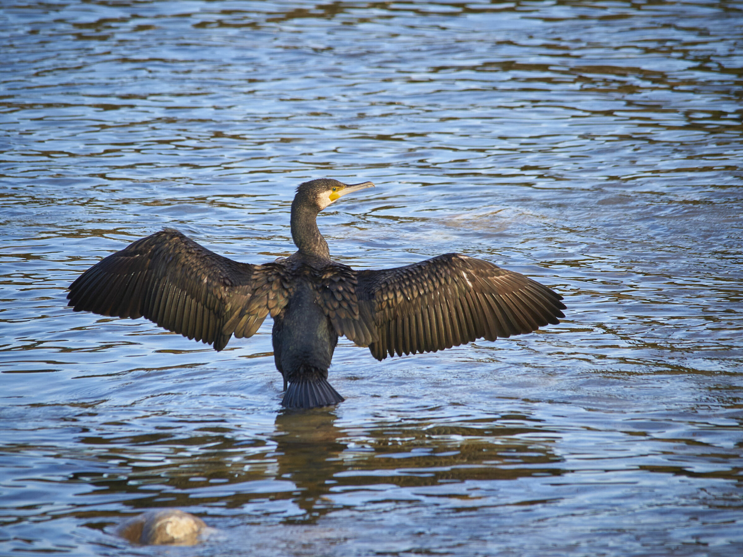 Cormorano