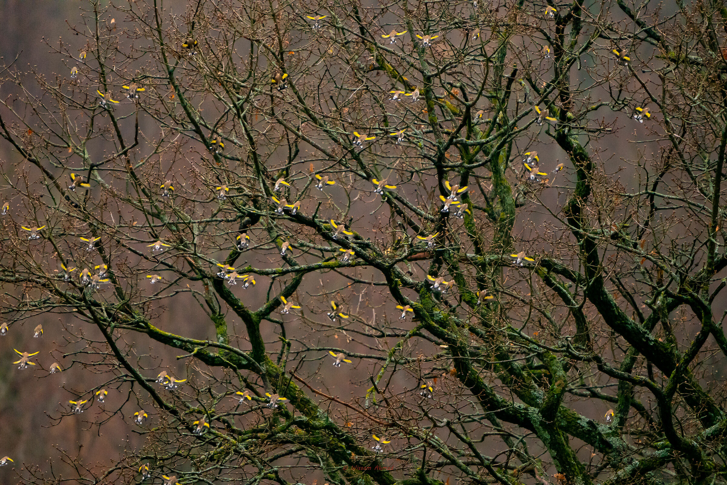 Stormo di Cardellini in pieno inverno nelle Marche!!!