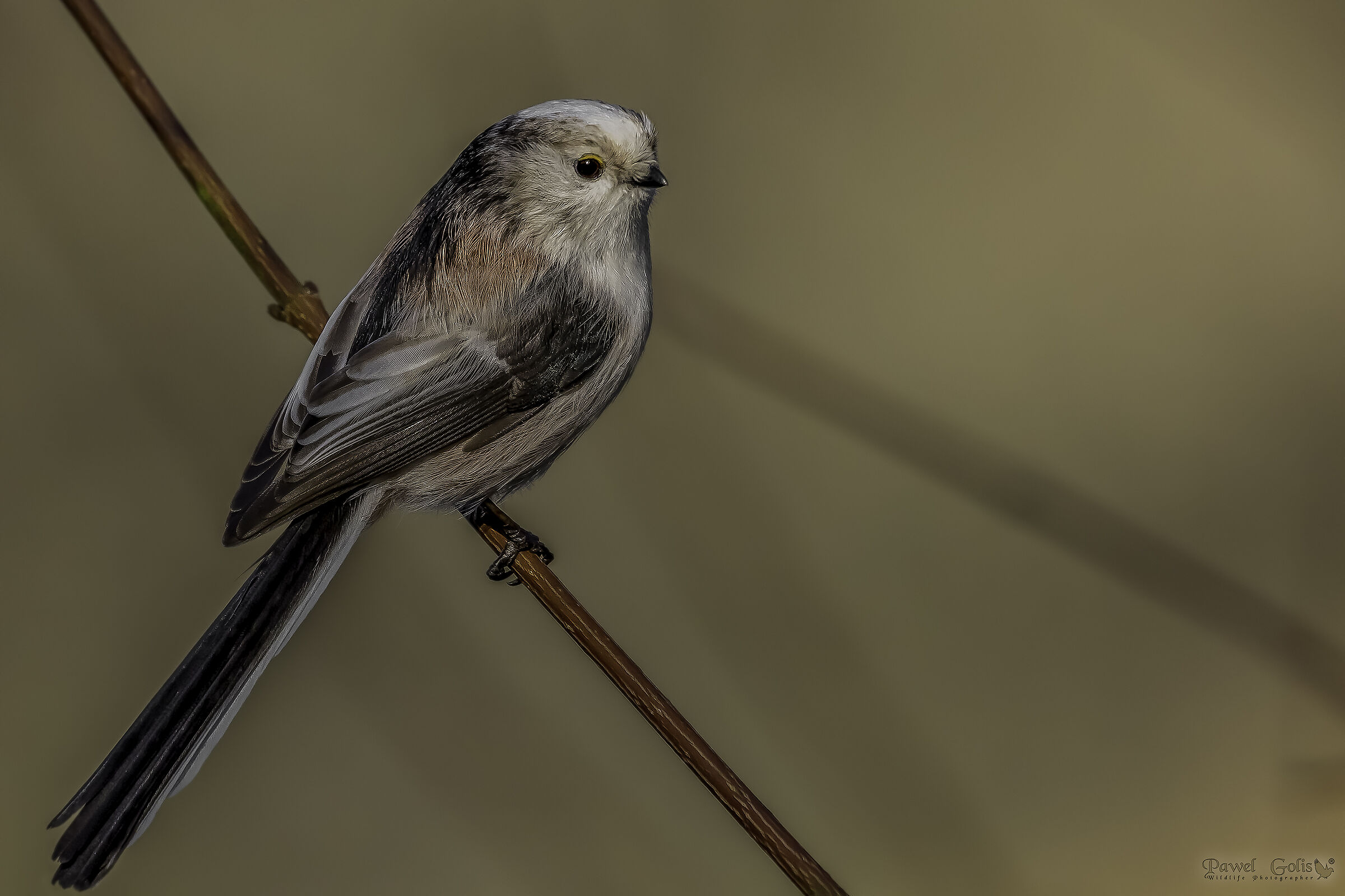 Long-tailed bushtit (Aegithalos caudatus)