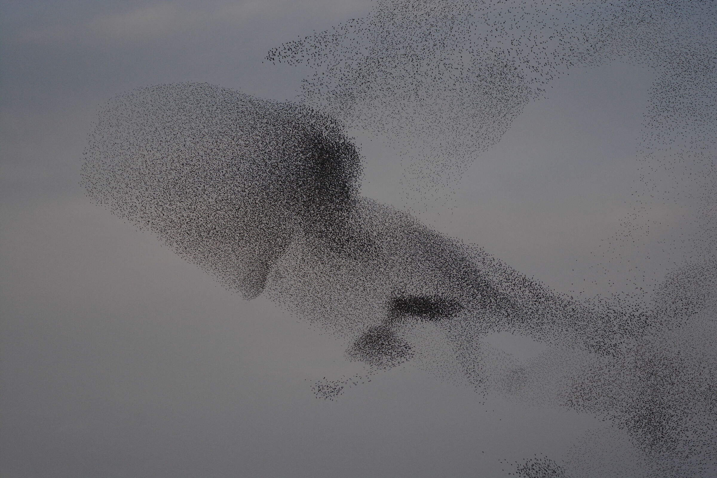 Synchronized evolutions of starlings draw the blind