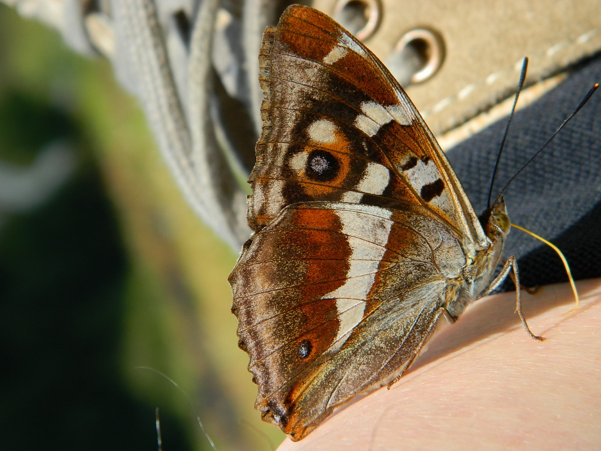 Farfalla Apatura iris