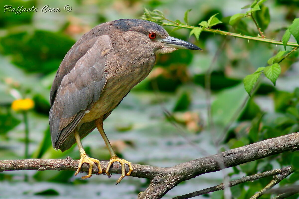 Nitticora in transition